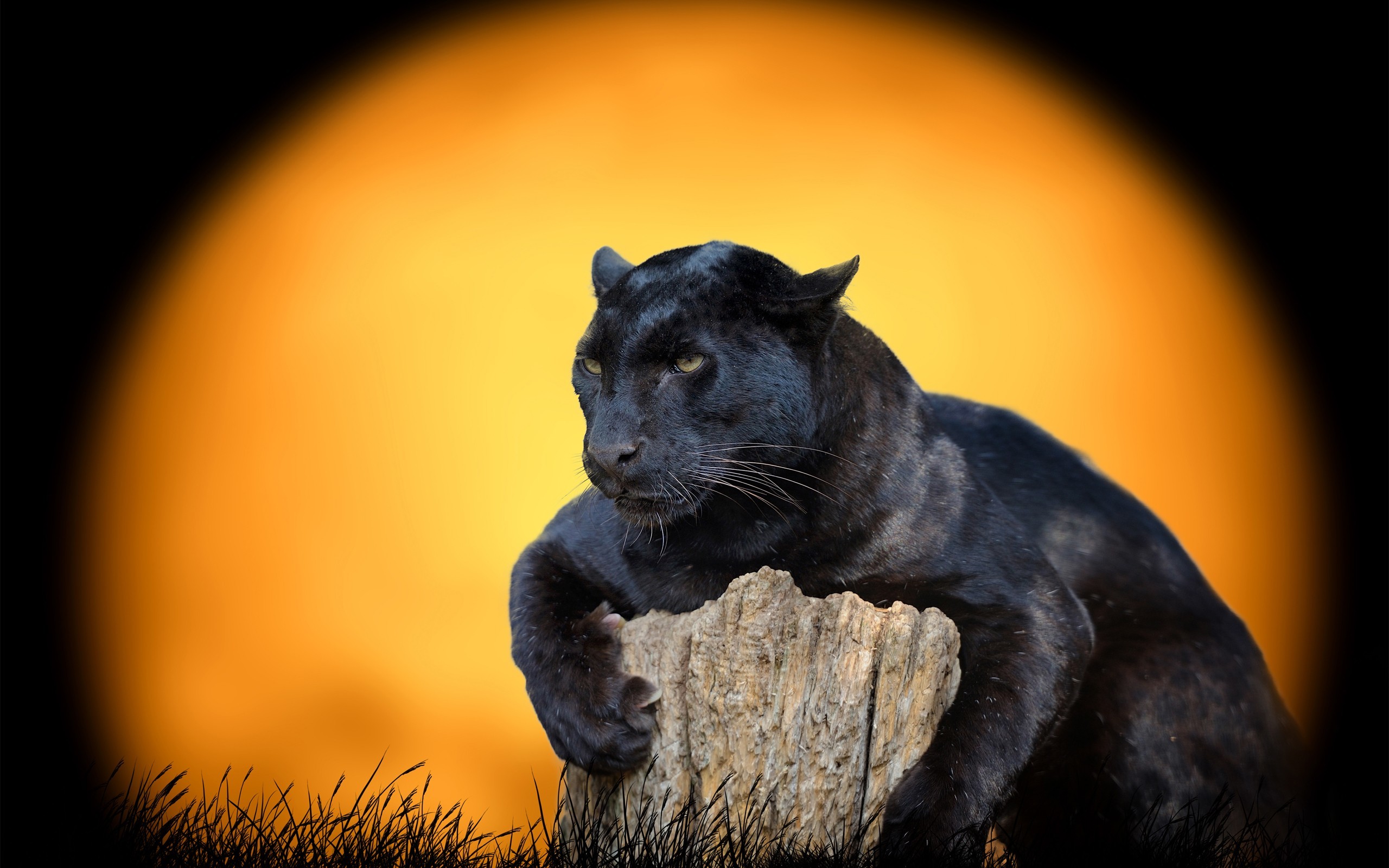 Wallpaper Black Jaguar Wallpapers