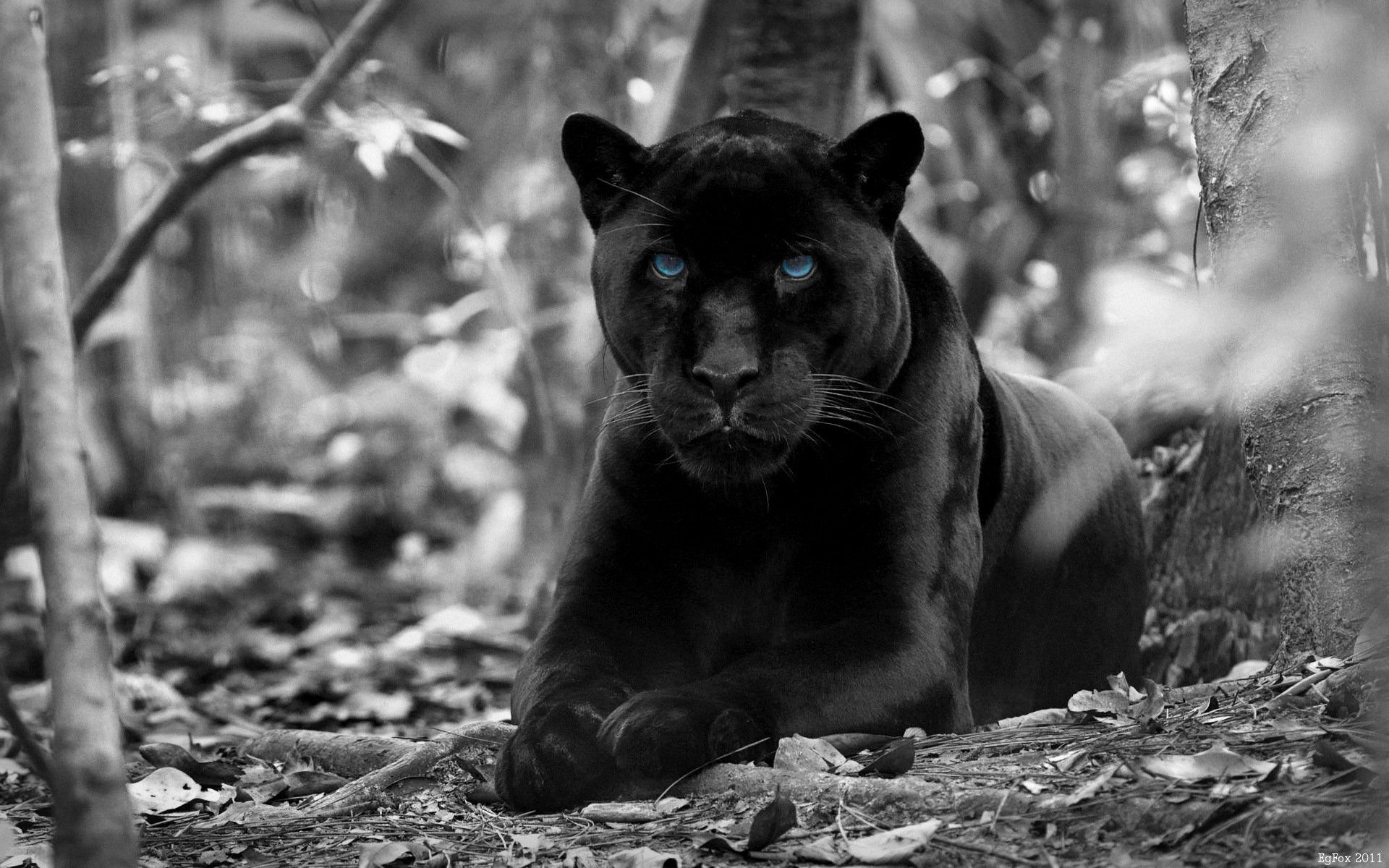 Wallpaper Black Jaguar Wallpapers