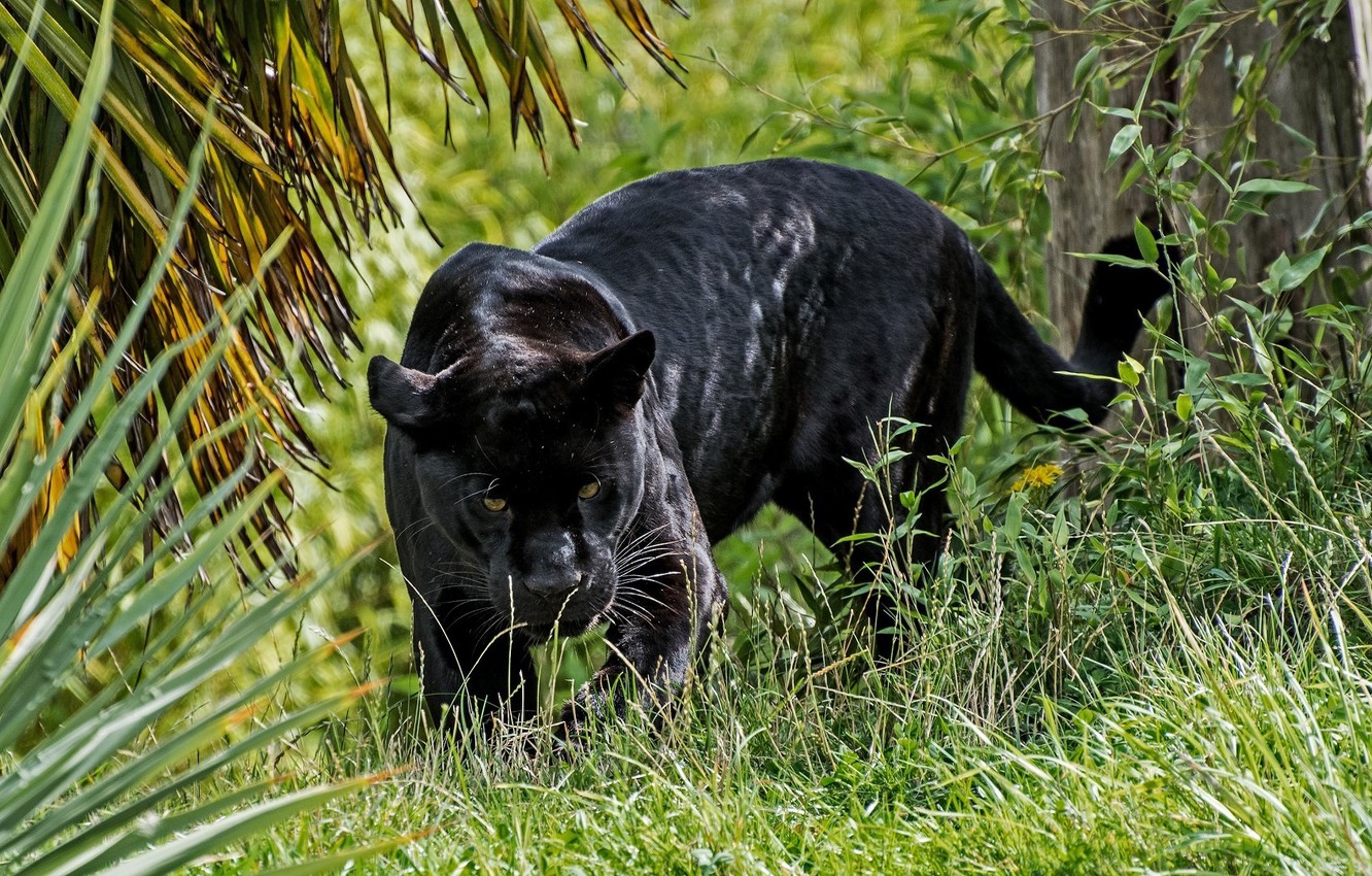 Wallpaper Black Jaguar Wallpapers