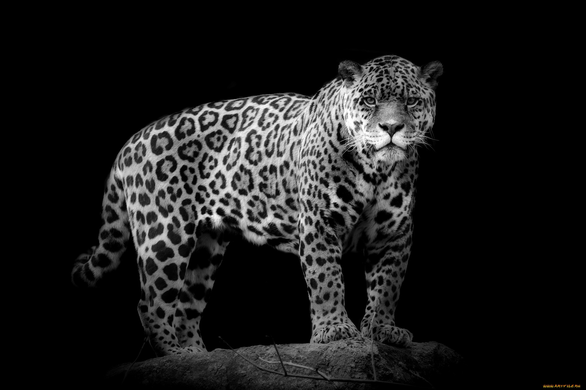 Wallpaper Black Jaguar Wallpapers