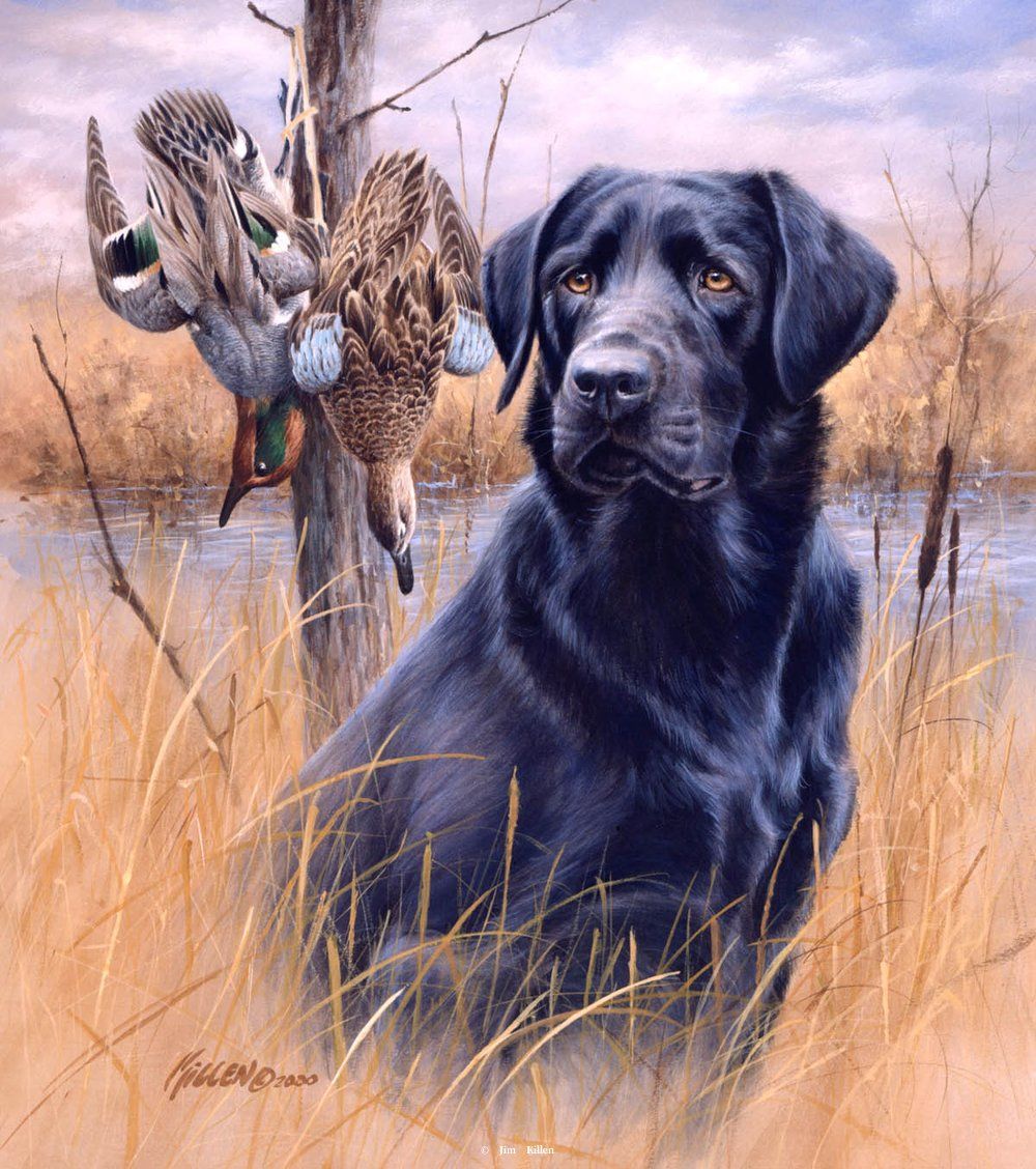 Wallpaper Black Lab Duck Hunting Wallpapers