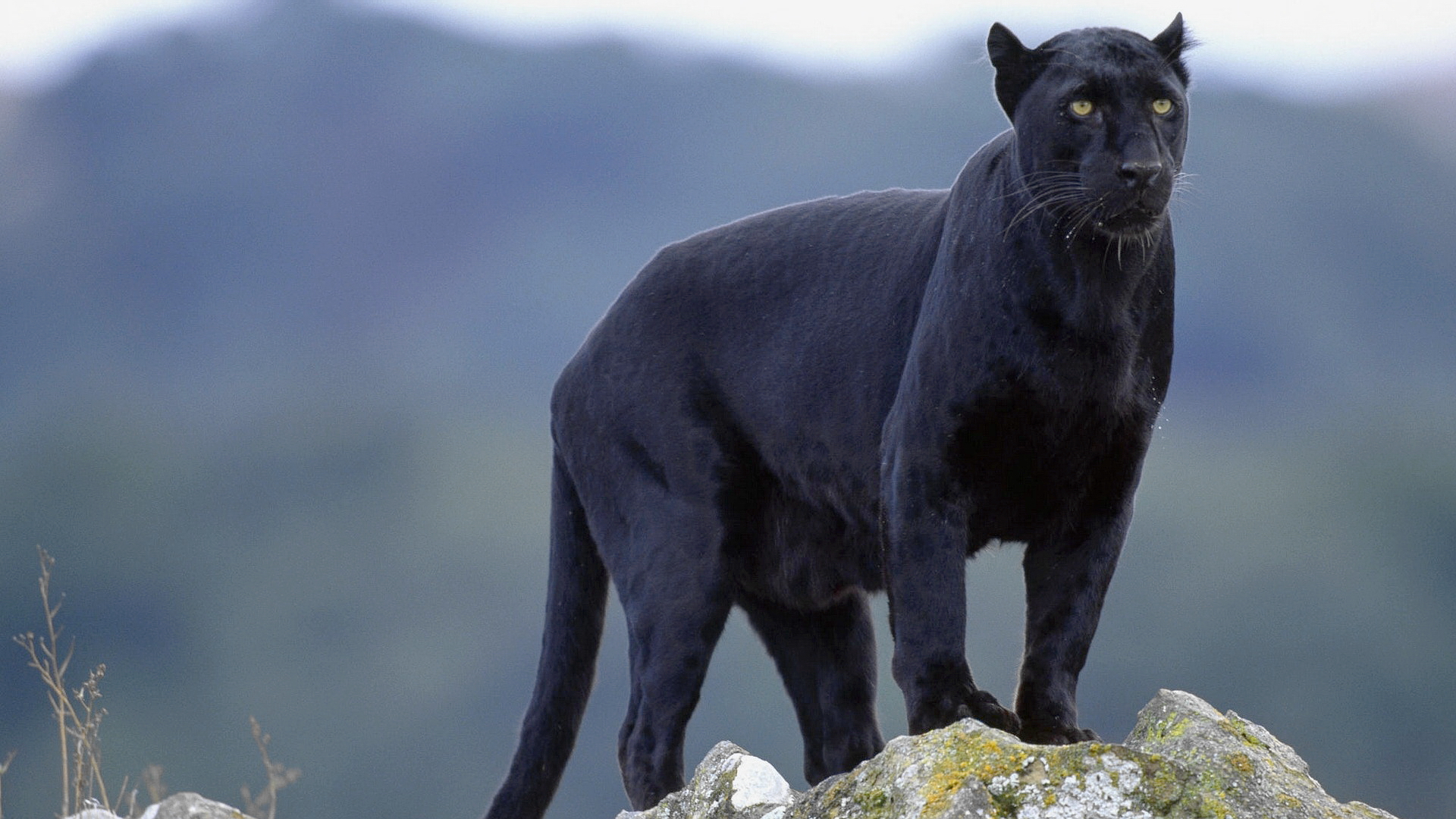 Wallpaper Black Panther Animal Wallpapers