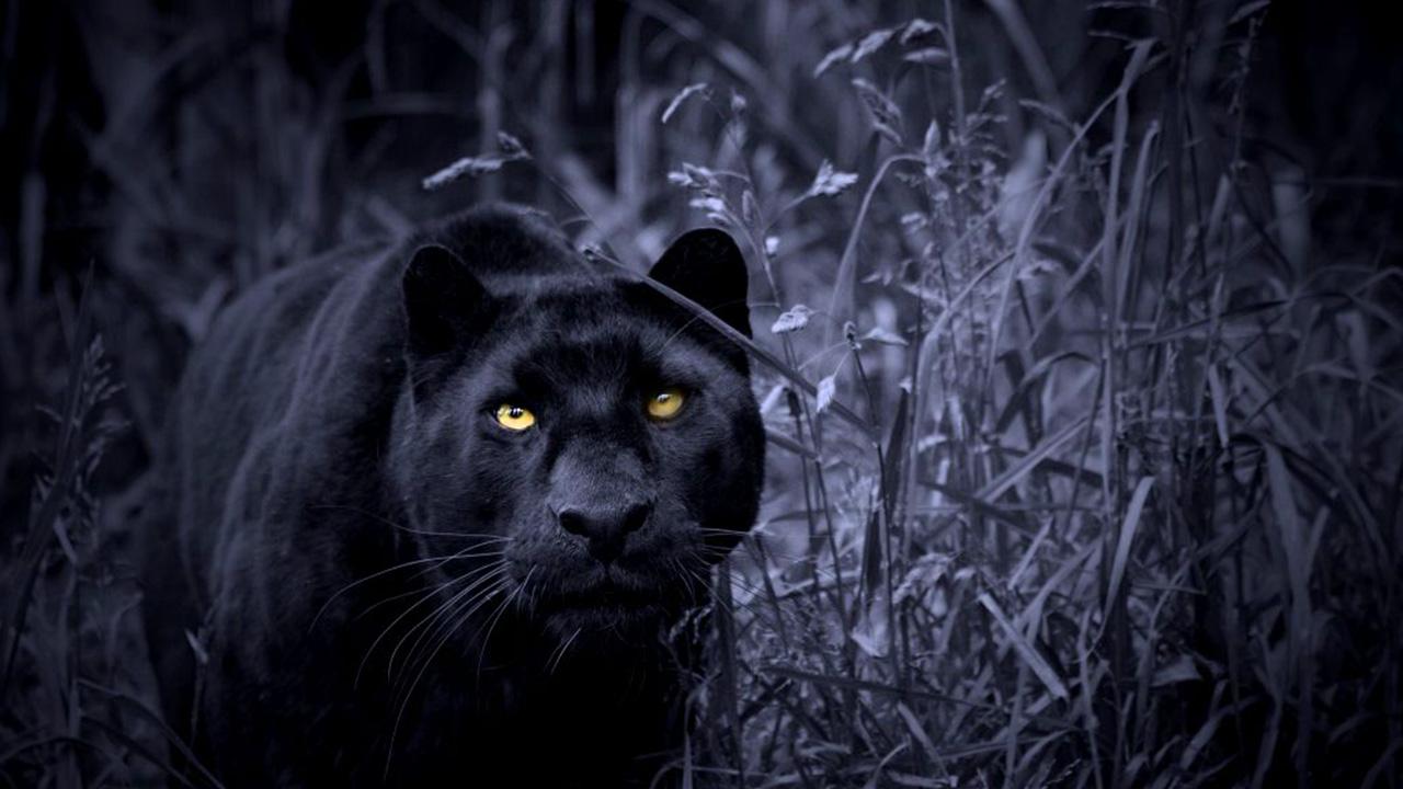 Wallpaper Black Panther Animal Wallpapers