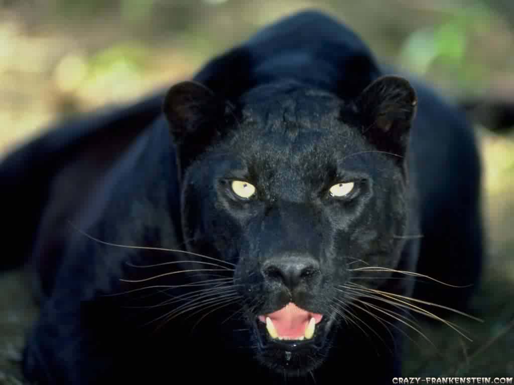 Wallpaper Black Panther Animal Wallpapers