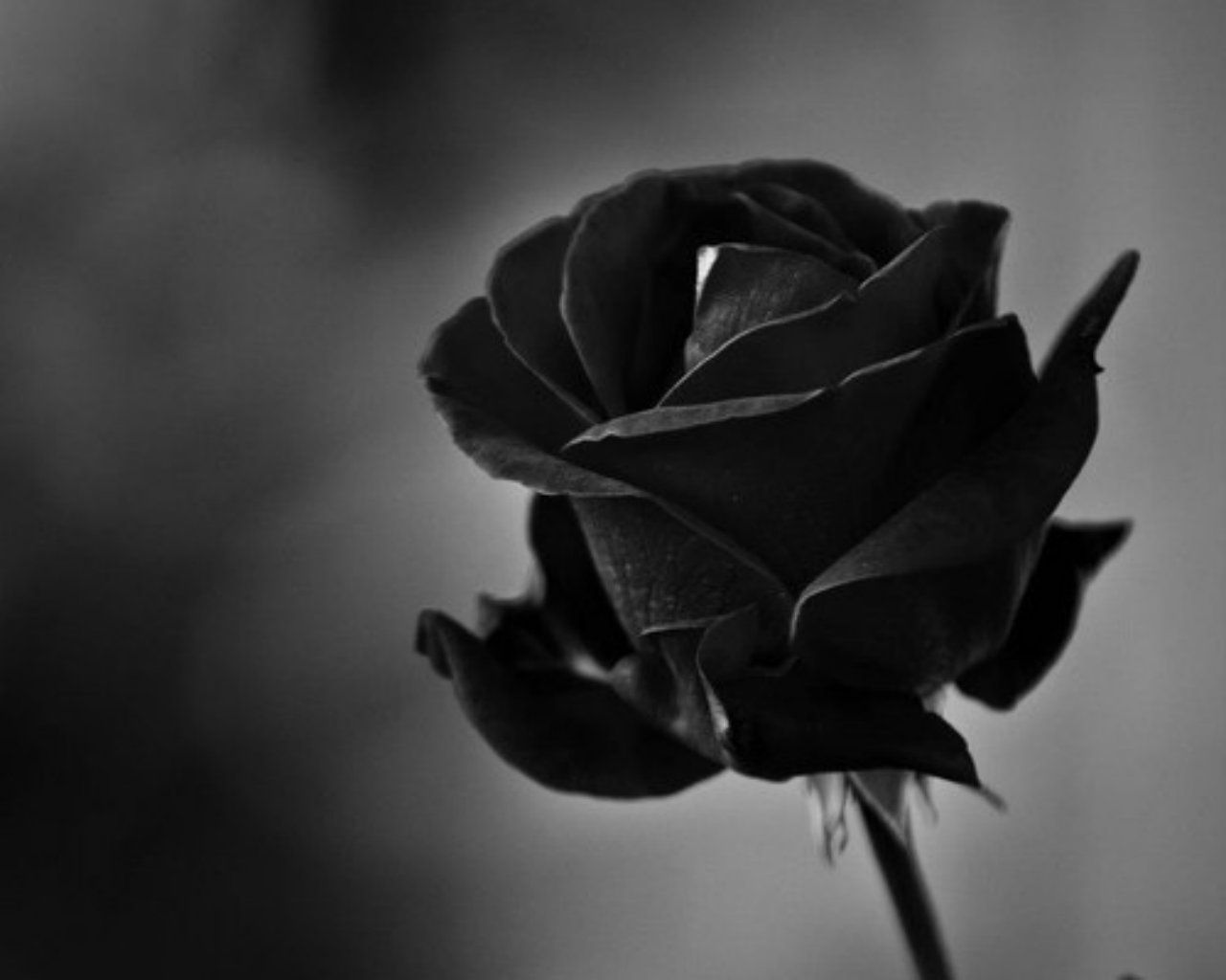 Wallpaper Black Roses Wallpapers