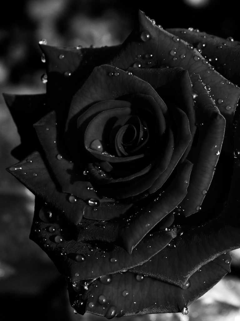 Wallpaper Black Roses Wallpapers