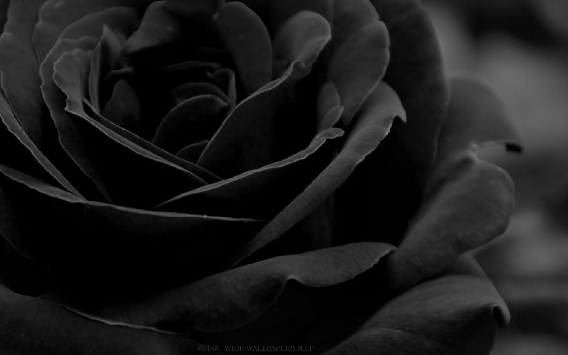 Wallpaper Black Roses Wallpapers