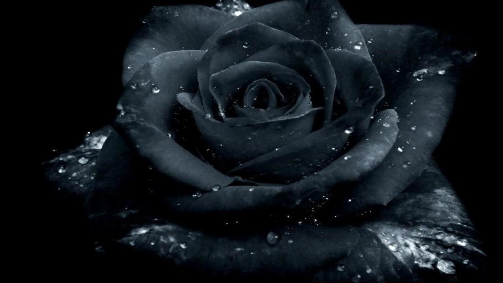 Wallpaper Black Roses Wallpapers