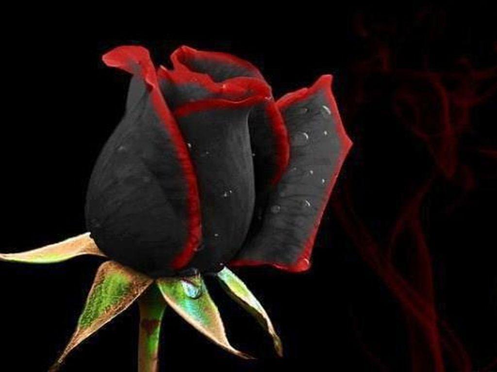 Wallpaper Black Roses Wallpapers