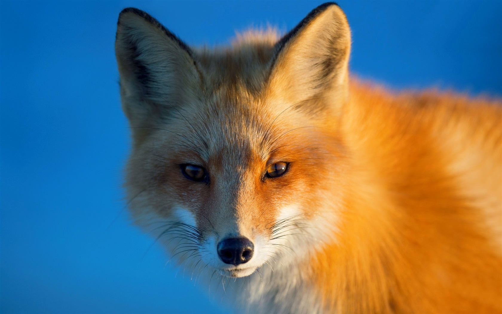 Wallpaper Blue Fox Wallpapers