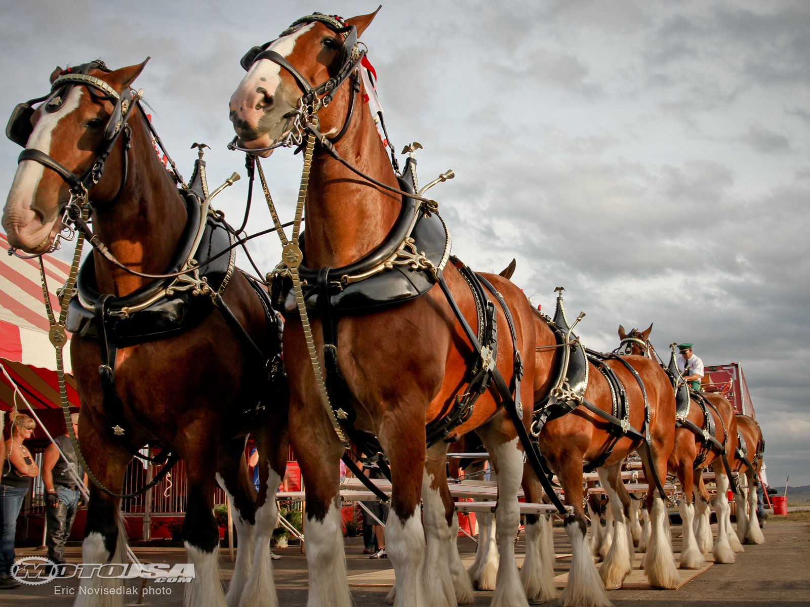 Wallpaper Budweiser Clydesdales Wallpapers