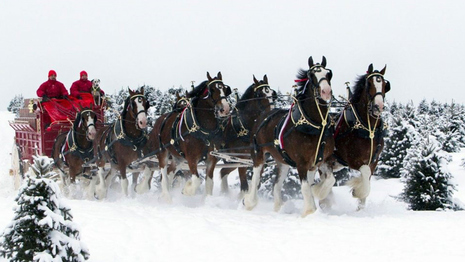 Wallpaper Budweiser Clydesdales Wallpapers