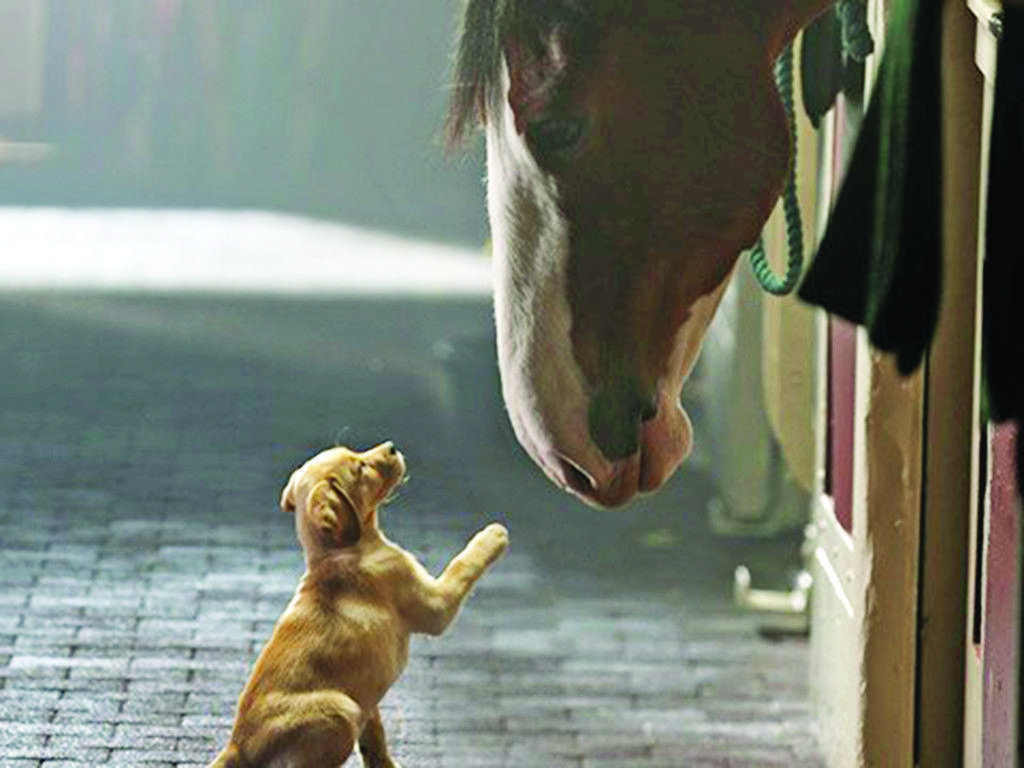 Wallpaper Budweiser Clydesdales Wallpapers