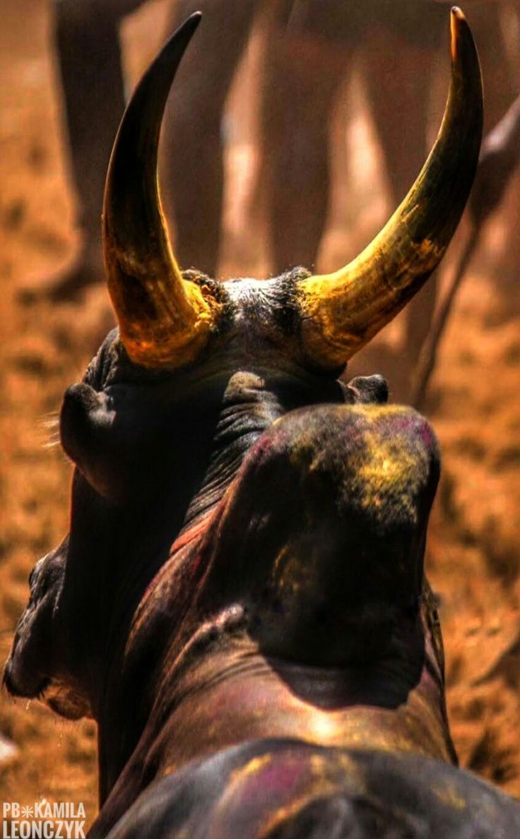 Wallpaper Bull Wallpapers