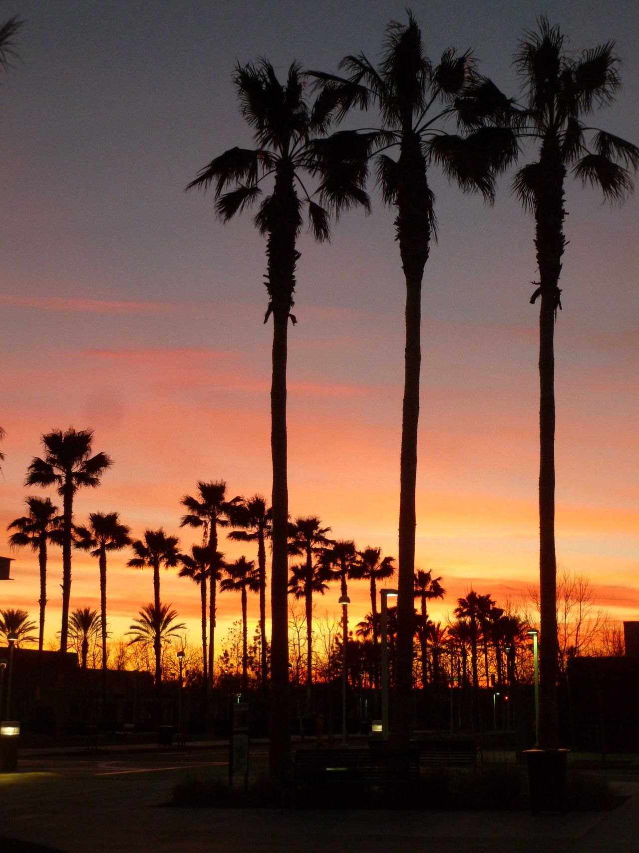 Wallpaper California Palm Trees Wallpapers