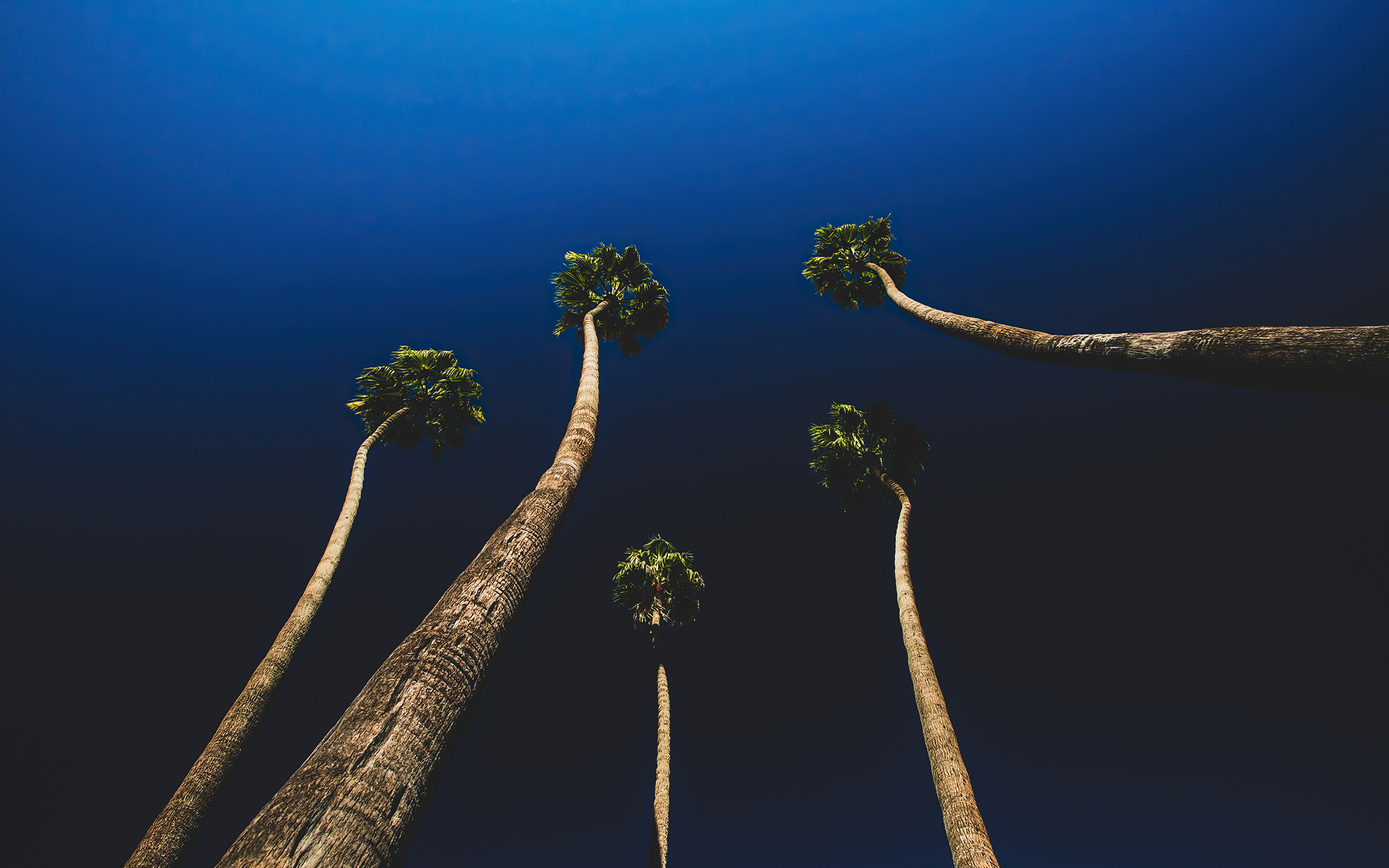 Wallpaper California Palm Trees Wallpapers