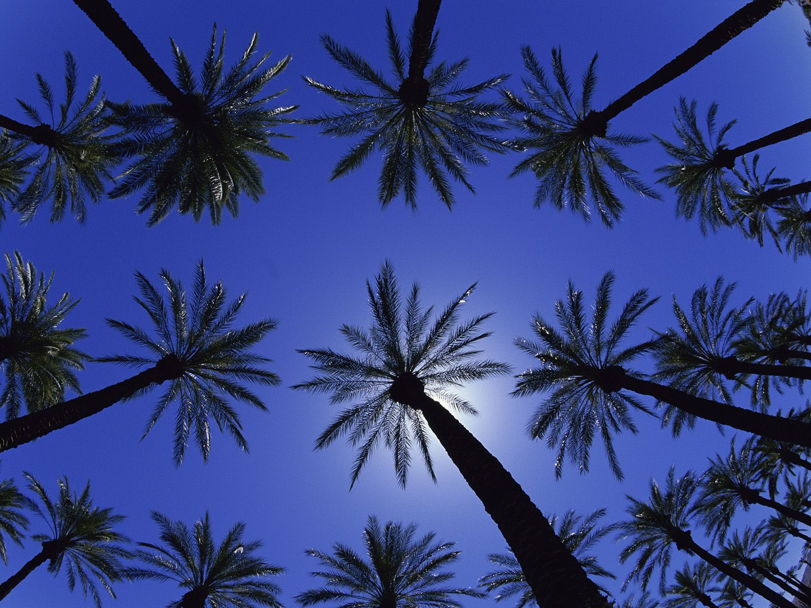 Wallpaper California Palm Trees Wallpapers