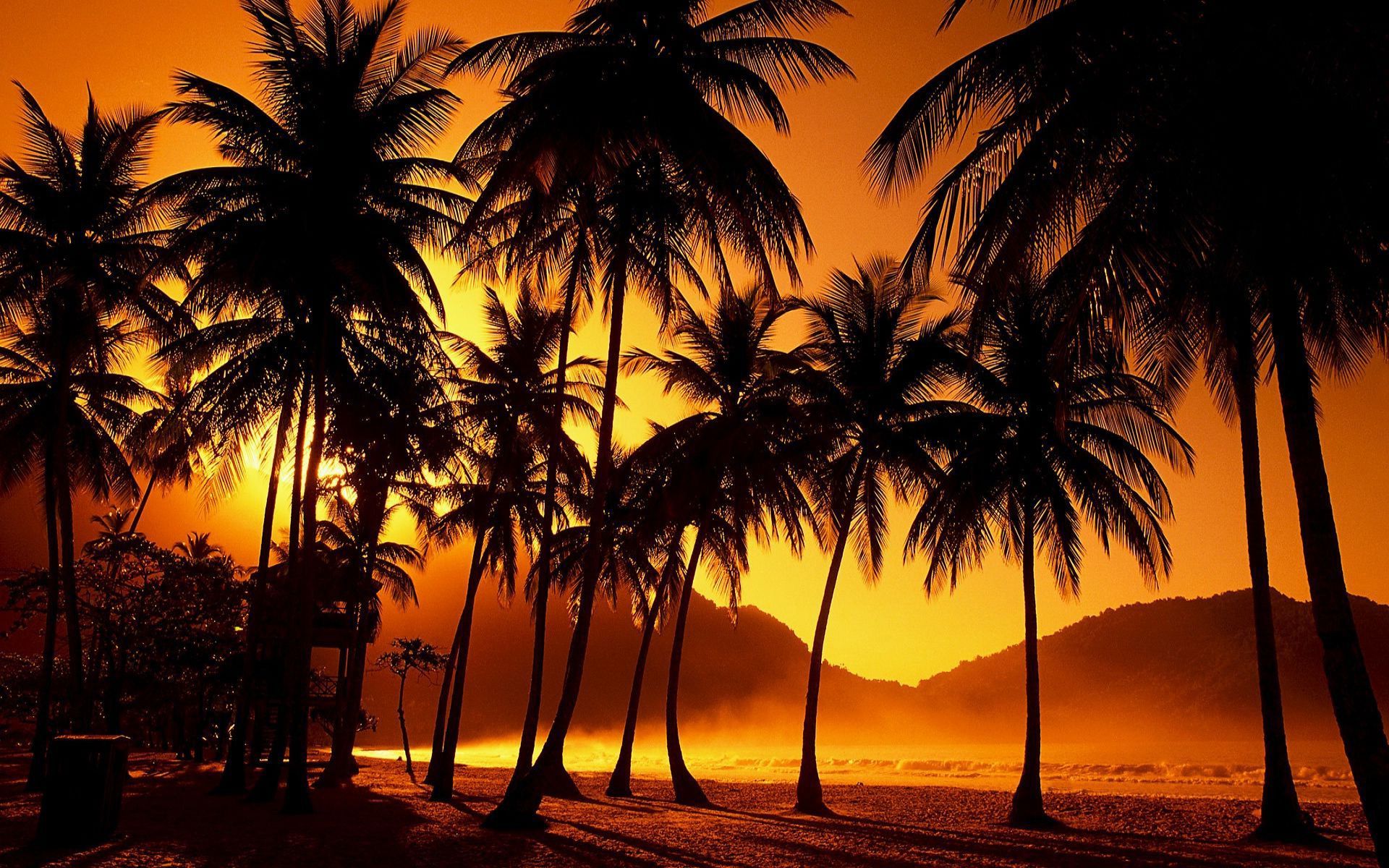 Wallpaper California Palm Trees Wallpapers