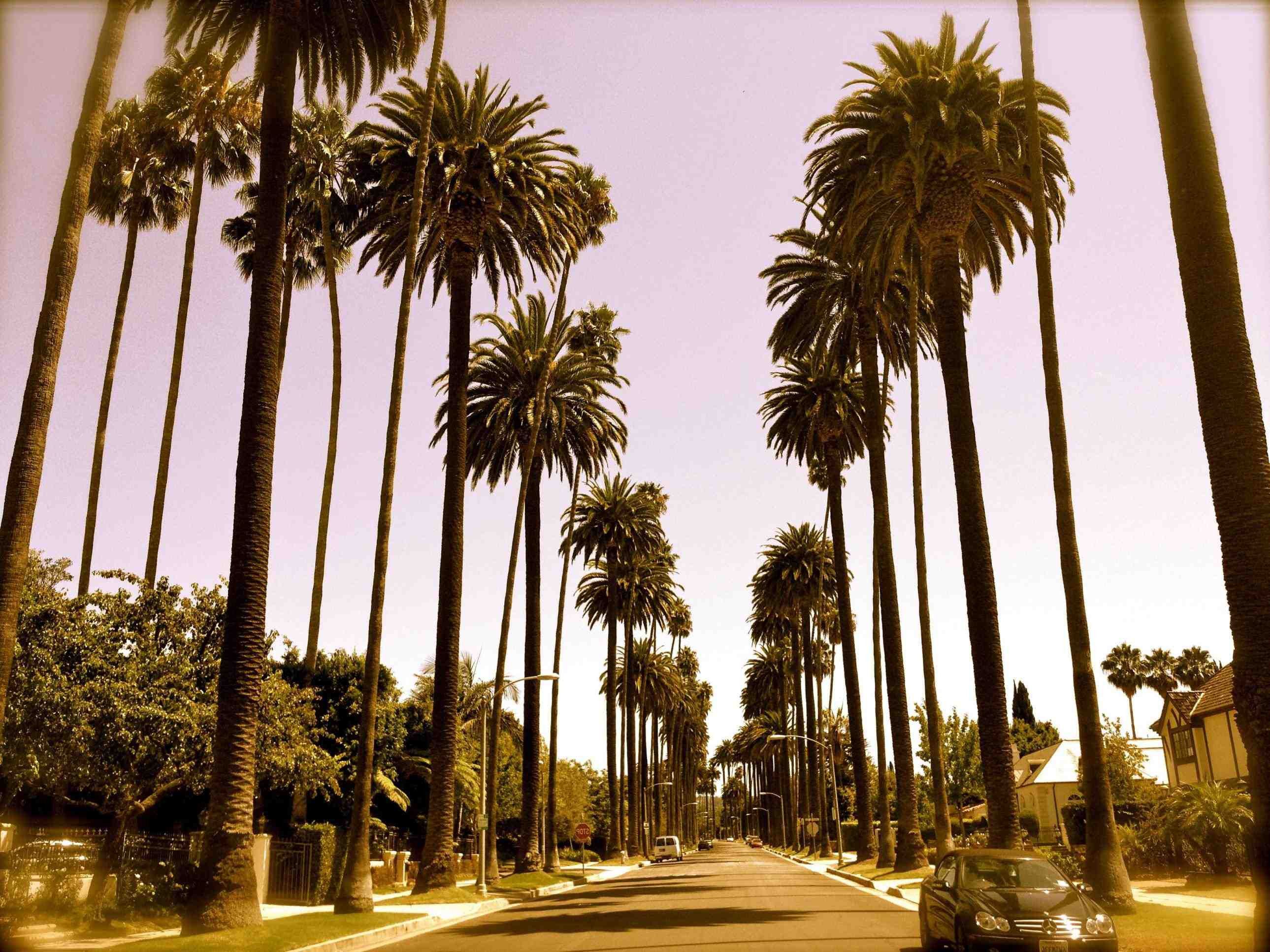 Wallpaper California Palm Trees Wallpapers