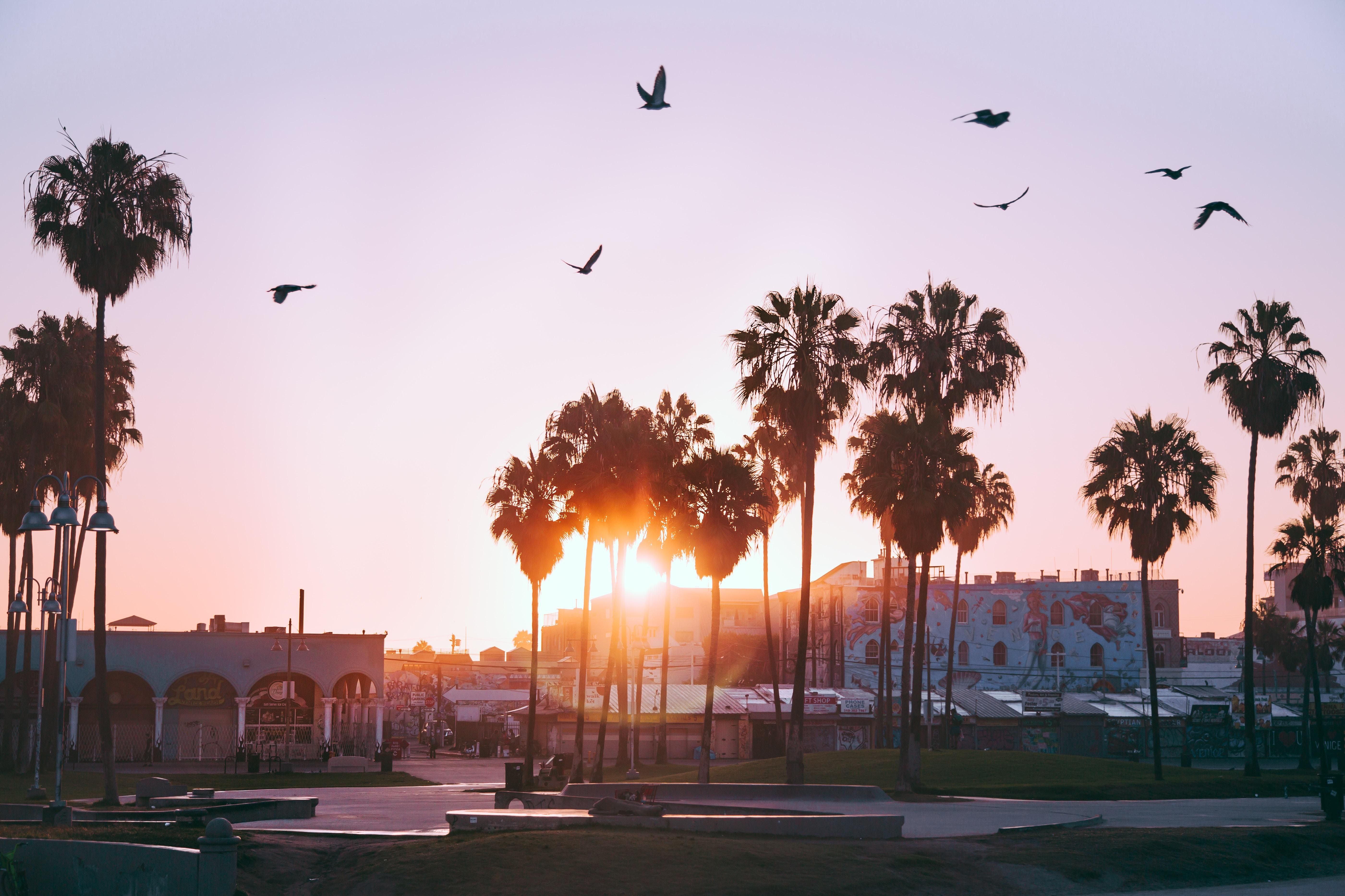 Wallpaper California Palm Trees Wallpapers