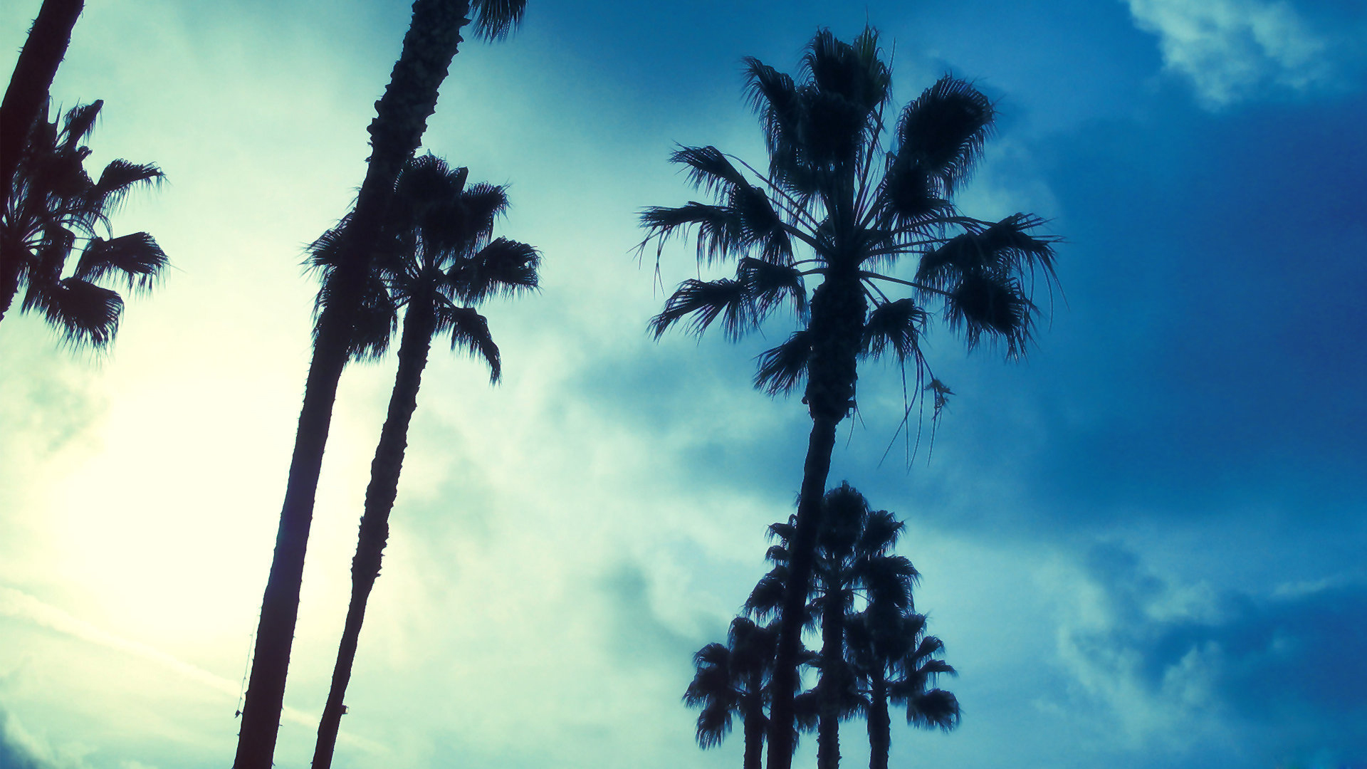 Wallpaper California Palm Trees Wallpapers