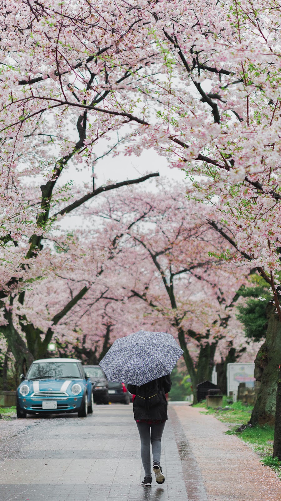 Wallpaper Cherry Blossom Japan Wallpapers