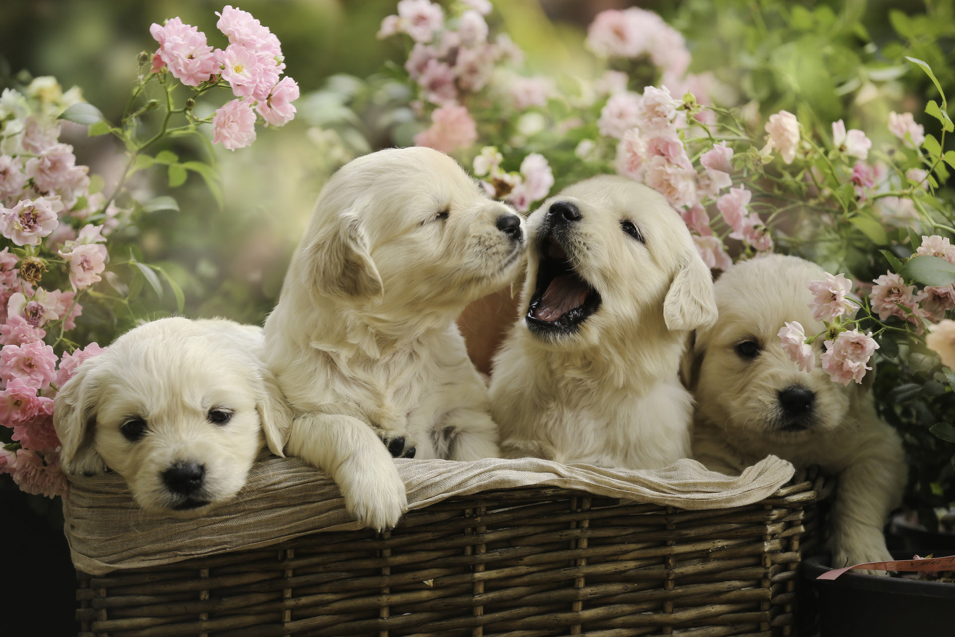 Wallpaper Cute Puppies Wallpapers