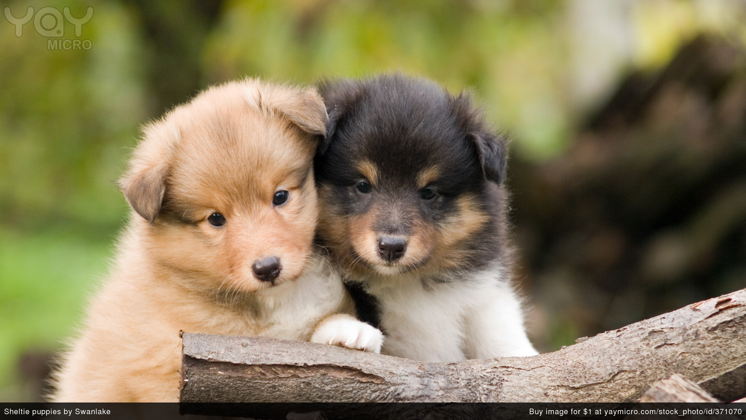 Wallpaper Cute Puppies Wallpapers