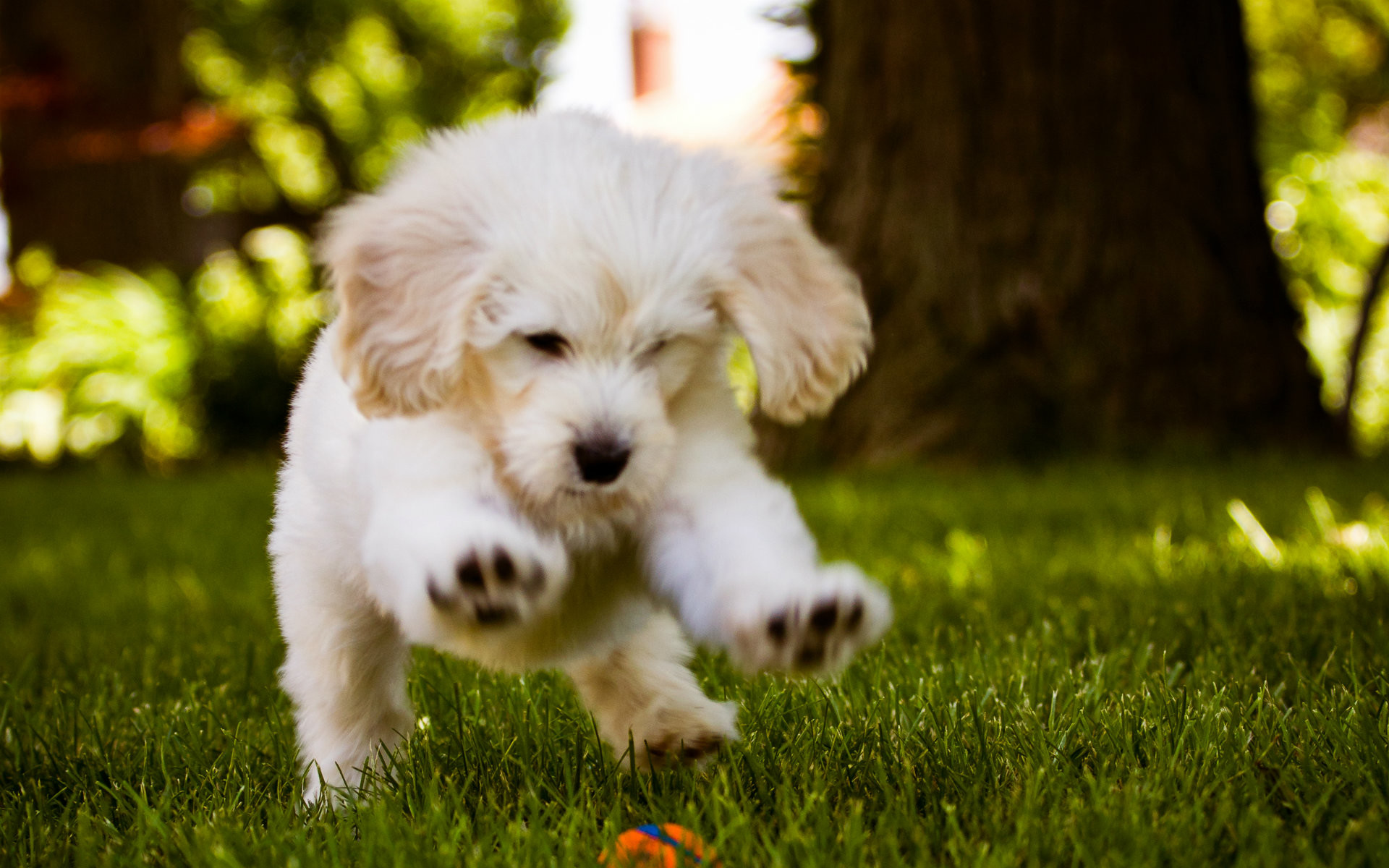 Wallpaper Cute Puppies Wallpapers