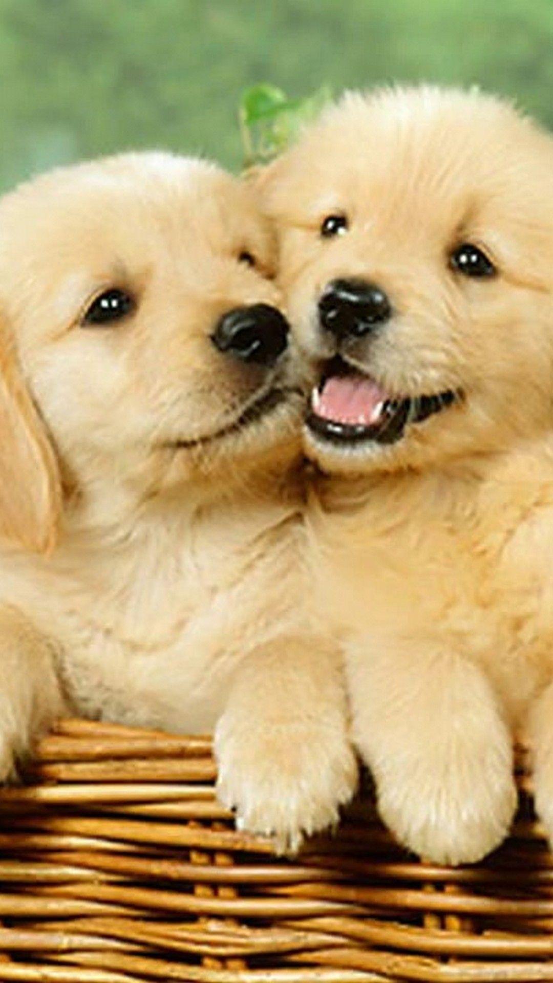 Wallpaper Cute Puppies Wallpapers