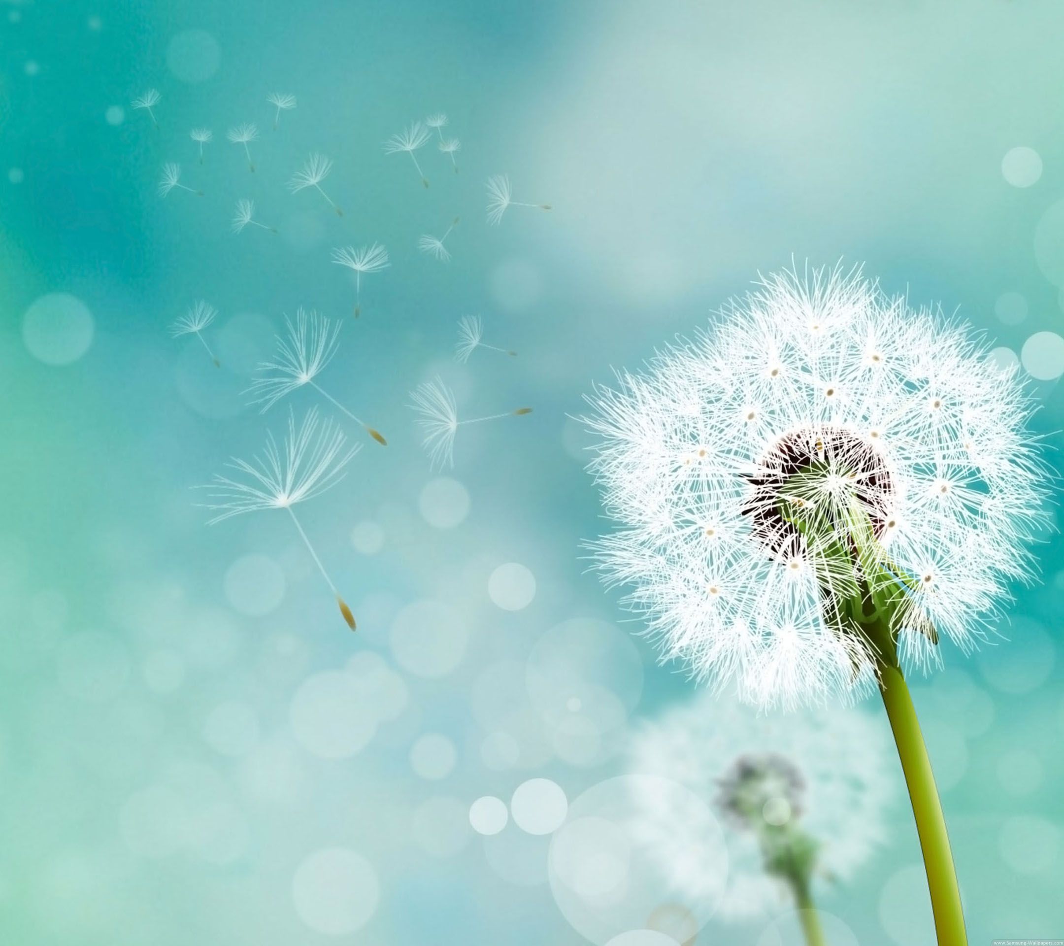 Wallpaper Dandelion Flower Wallpapers