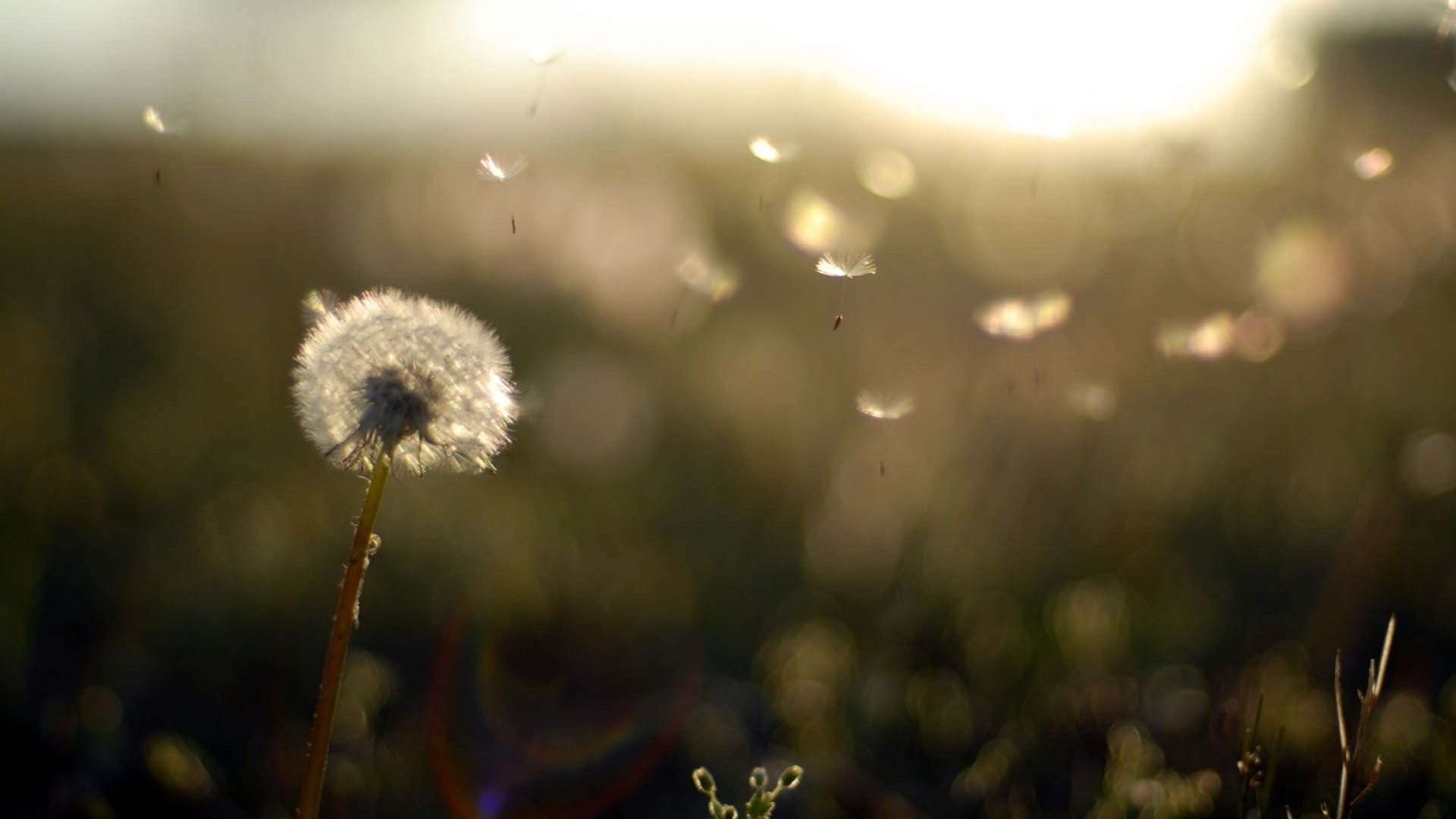 Wallpaper Dandelion Flower Wallpapers