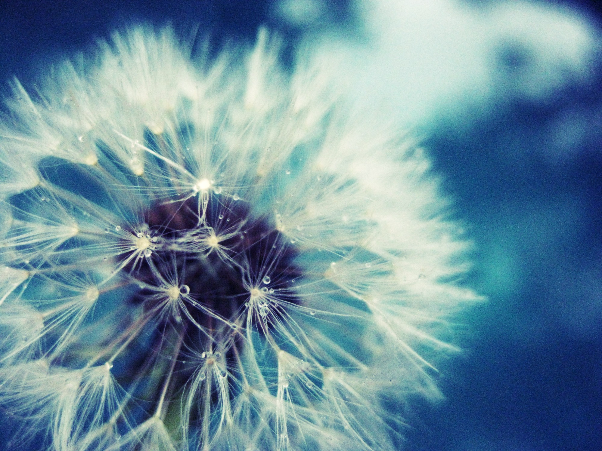 Wallpaper Dandelion Flower Wallpapers