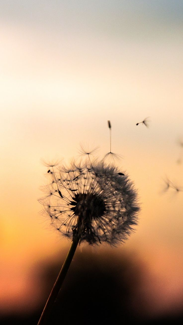 Wallpaper Dandelion Flower Wallpapers