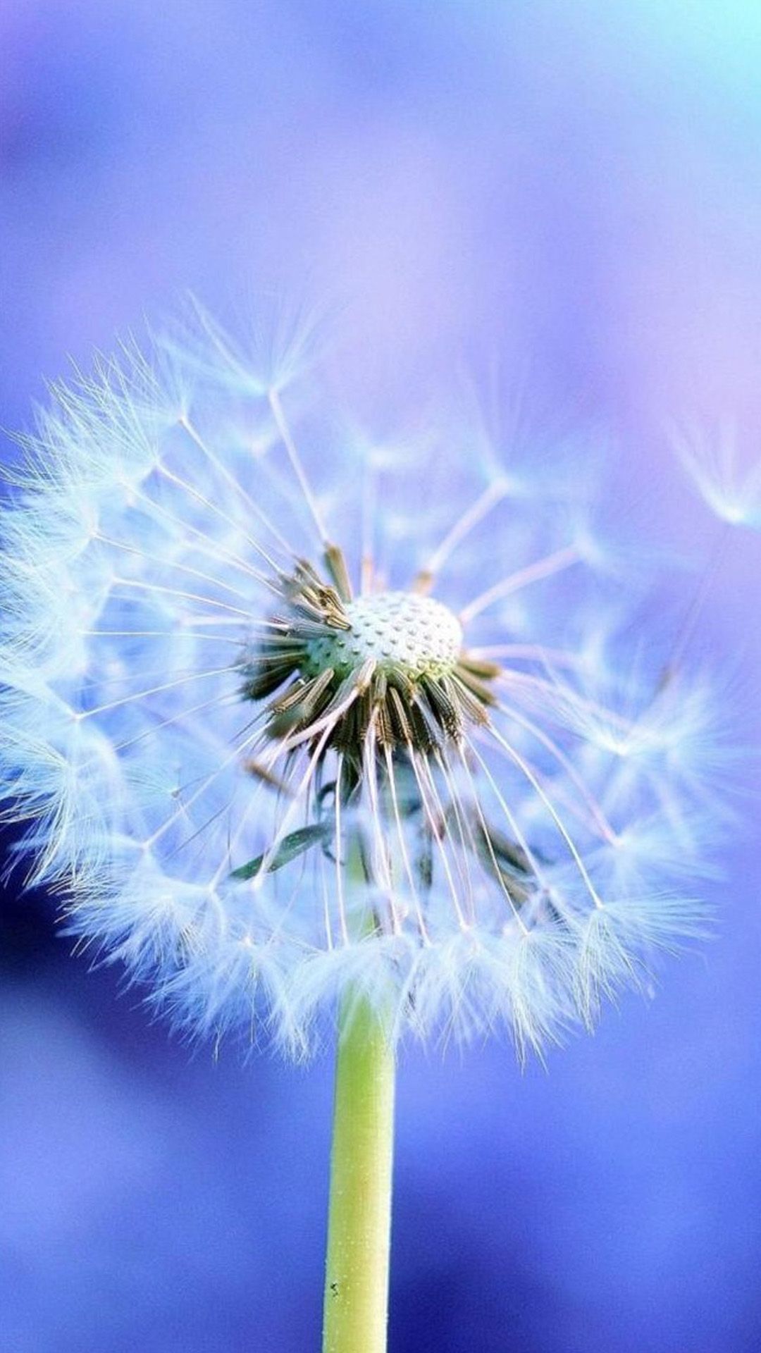 Wallpaper Dandelion Flower Wallpapers