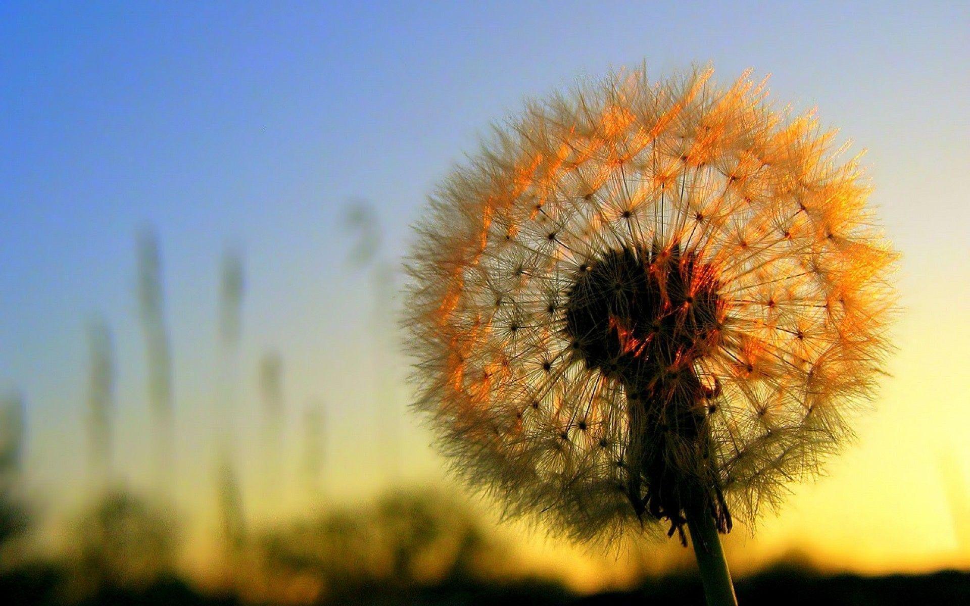 Wallpaper Dandelion Flower Wallpapers