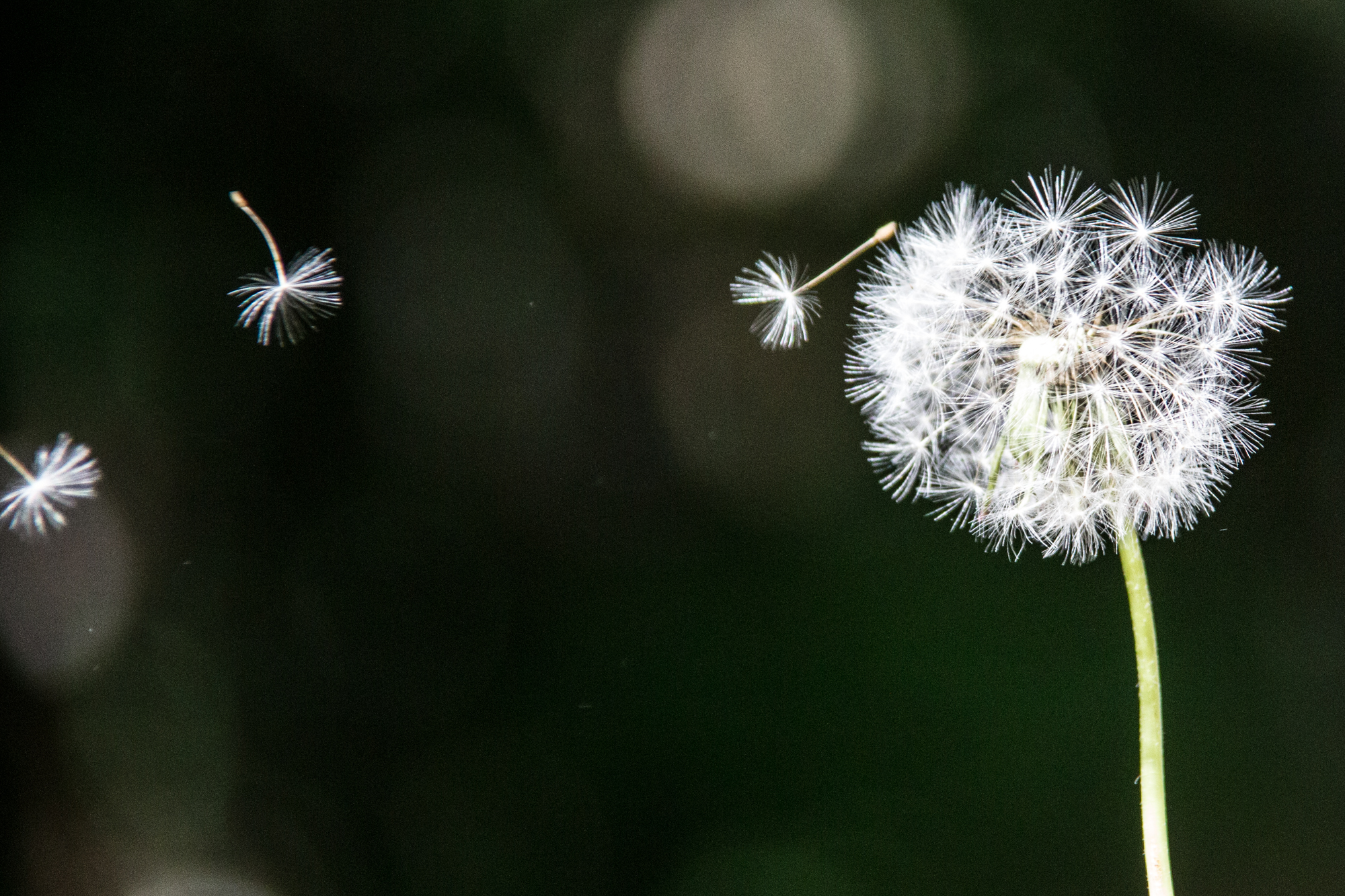 Wallpaper Dandelion Flower Wallpapers