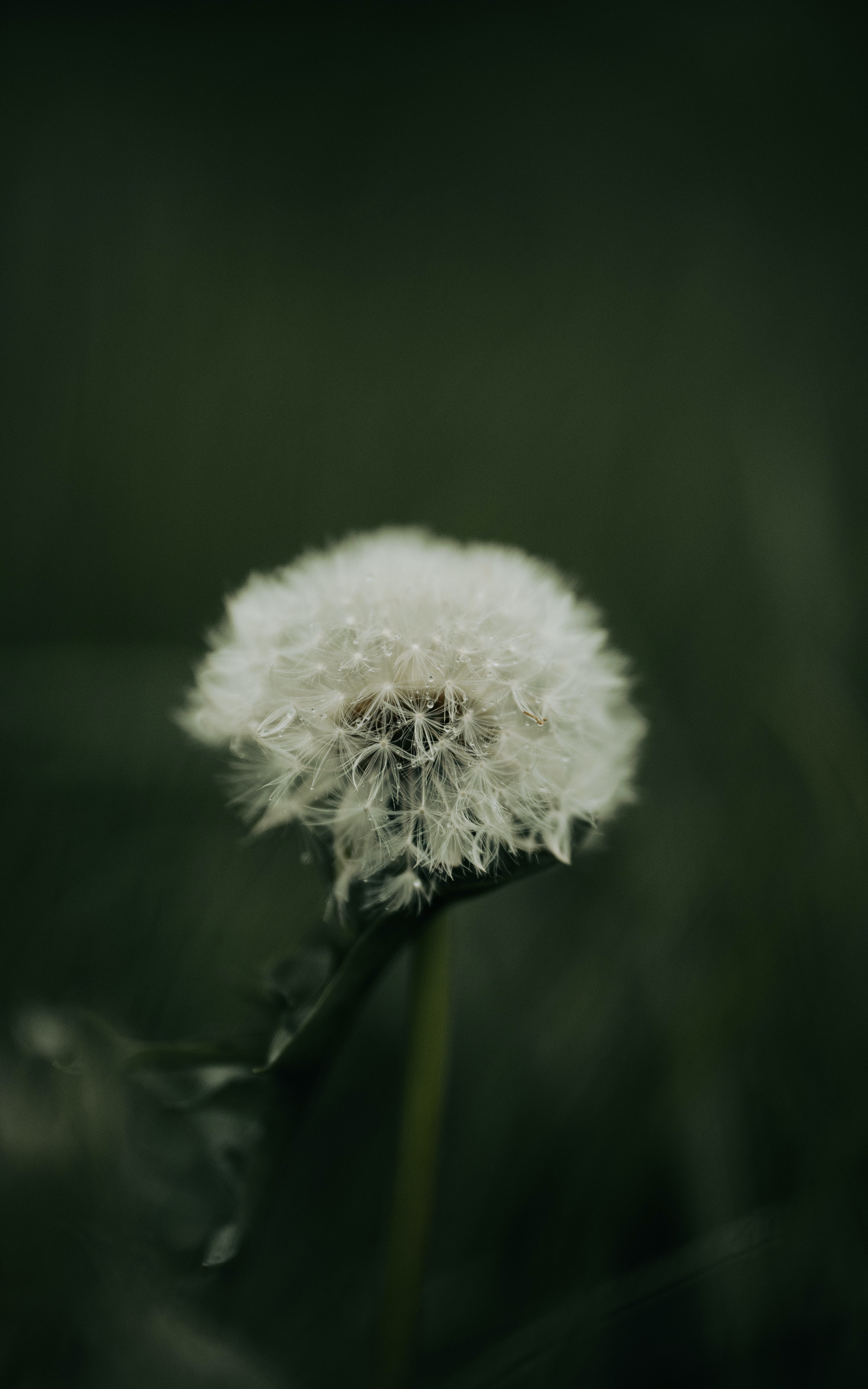 Wallpaper Dandelion Flower Wallpapers