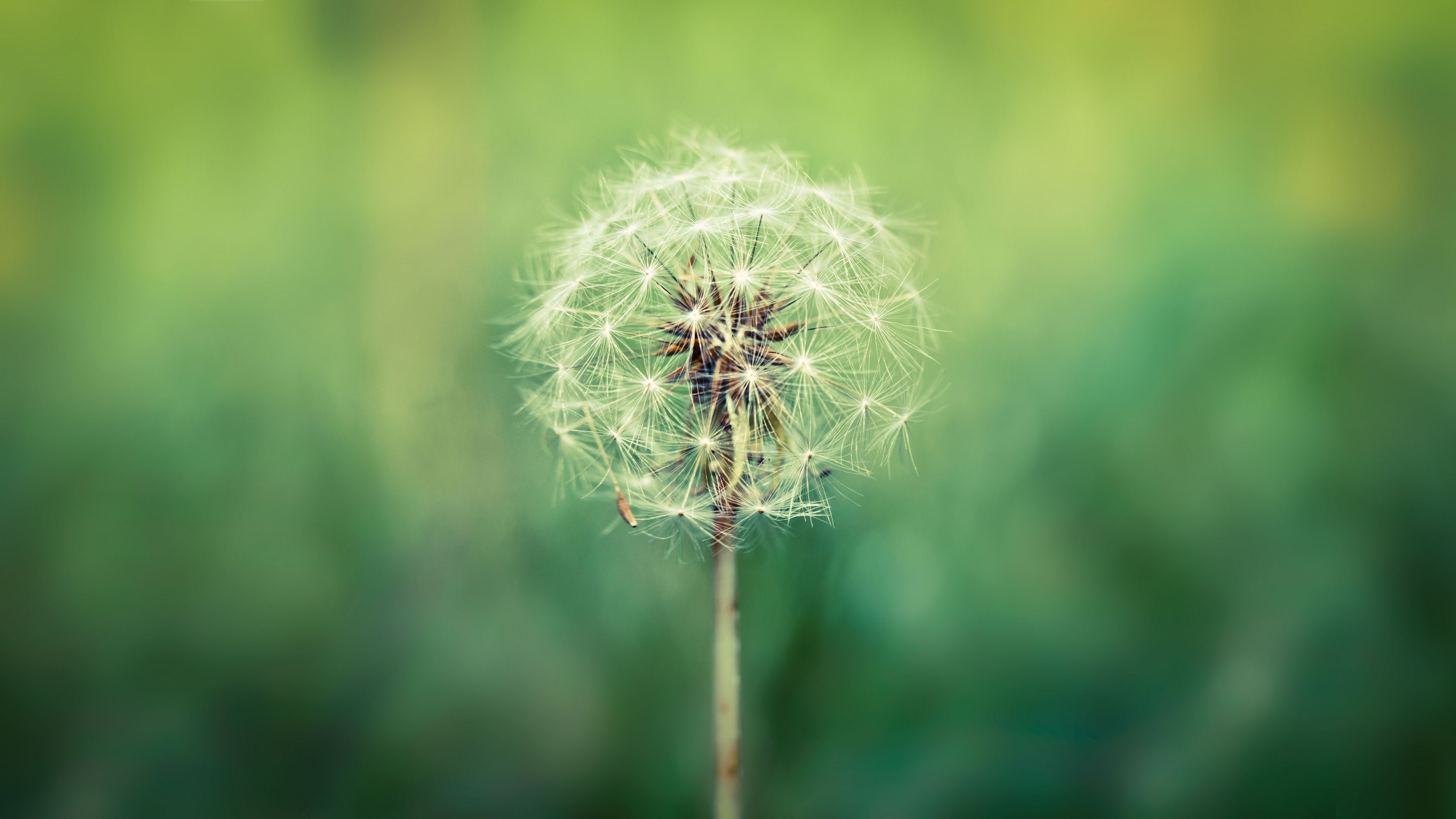 Wallpaper Dandelion Flower Wallpapers