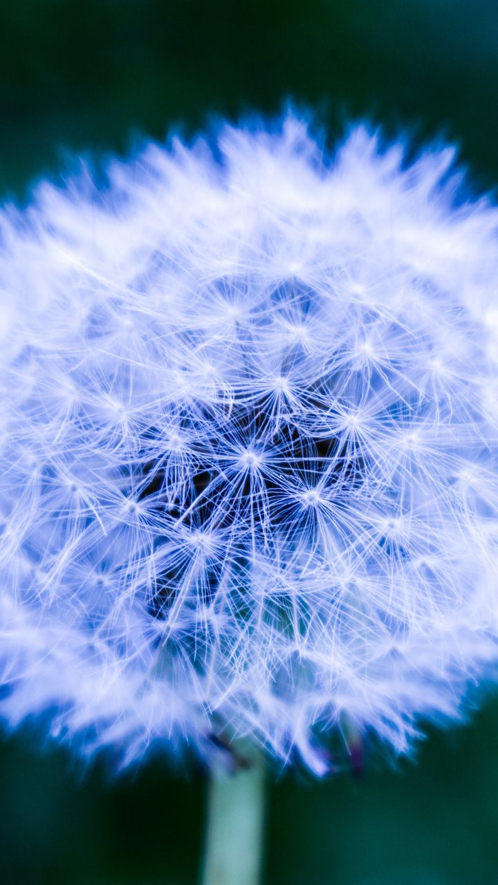 Wallpaper Dandelion Flower Wallpapers