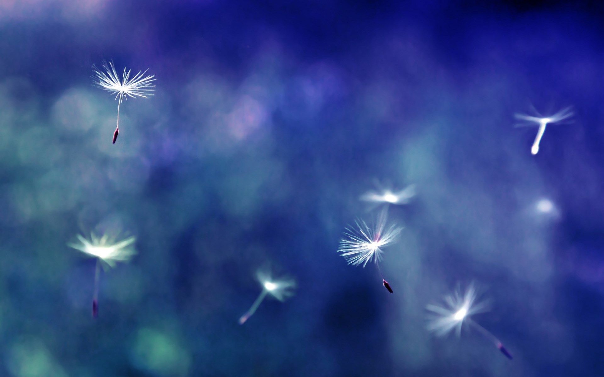 Wallpaper Dandelion Flower Wallpapers