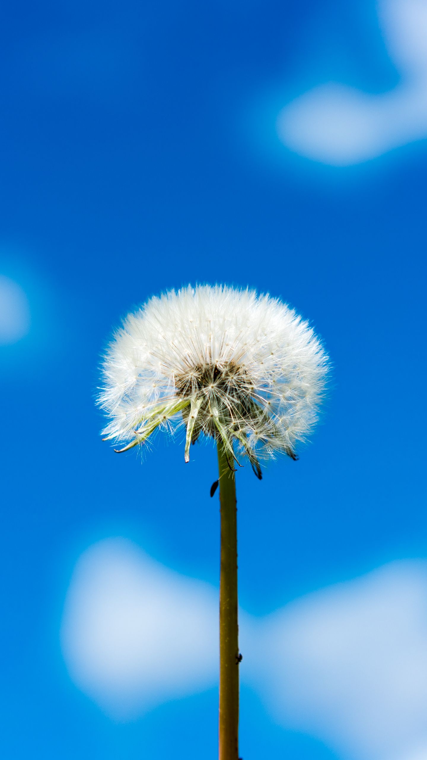 Wallpaper Dandelion Flower Wallpapers