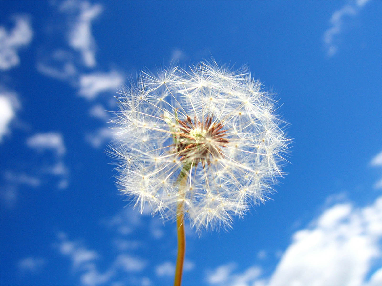 Wallpaper Dandelion Flower Wallpapers