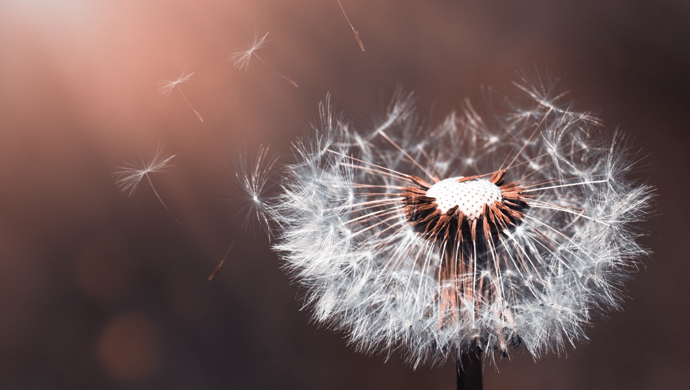 Wallpaper Dandelion Flower Wallpapers