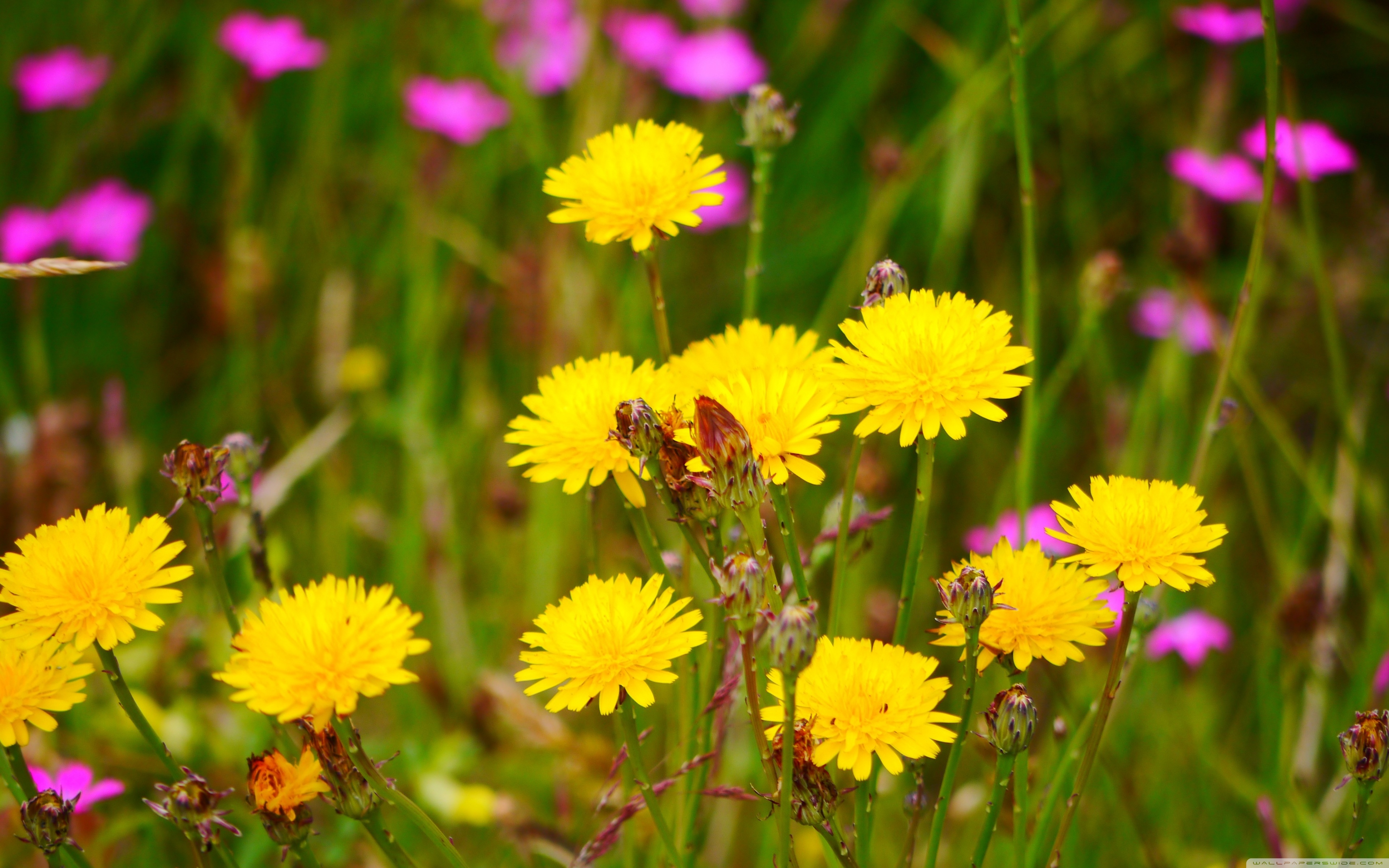 Wallpaper Dandelion Flower Wallpapers