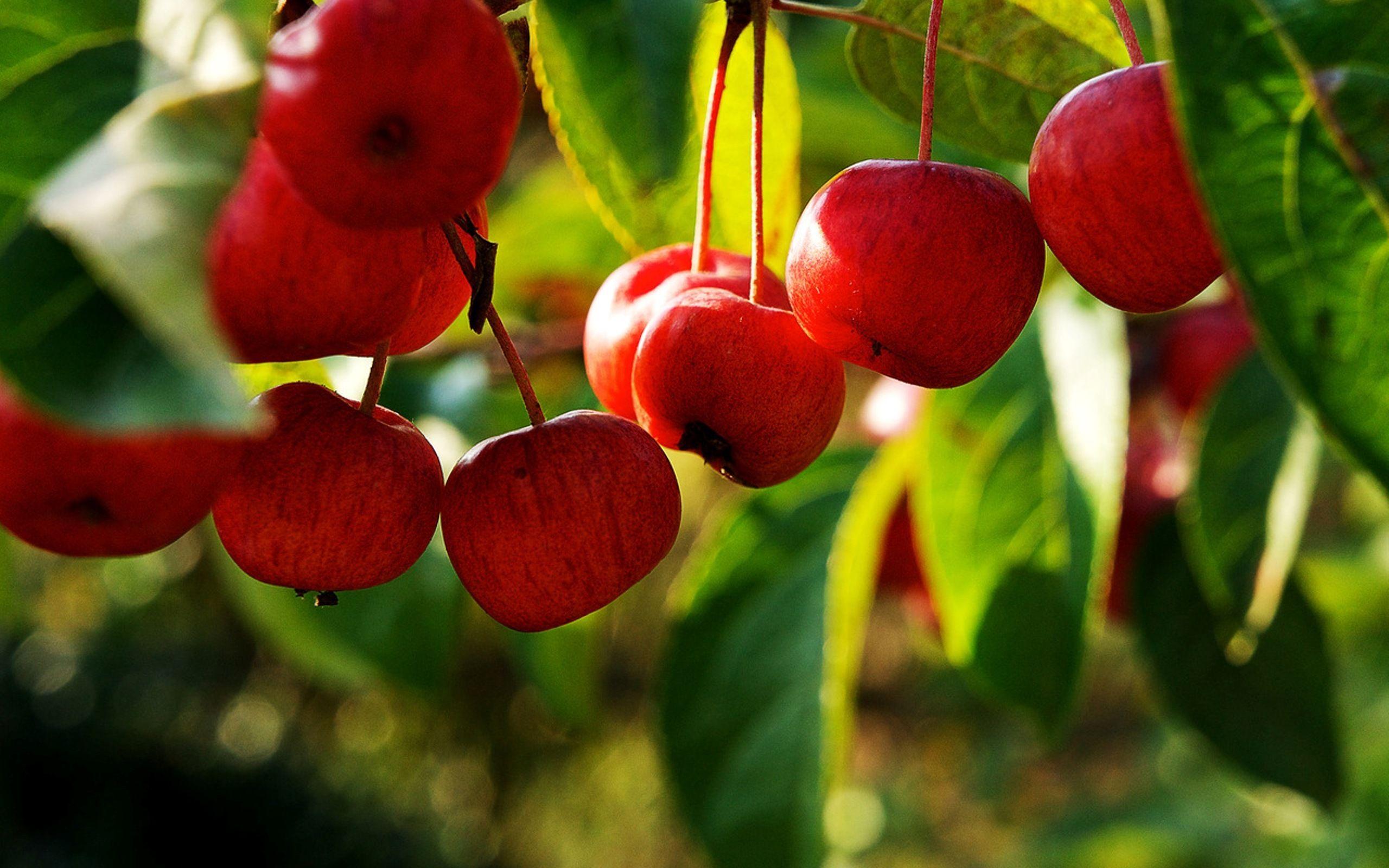 Wallpaper Fruits Tree Wallpapers