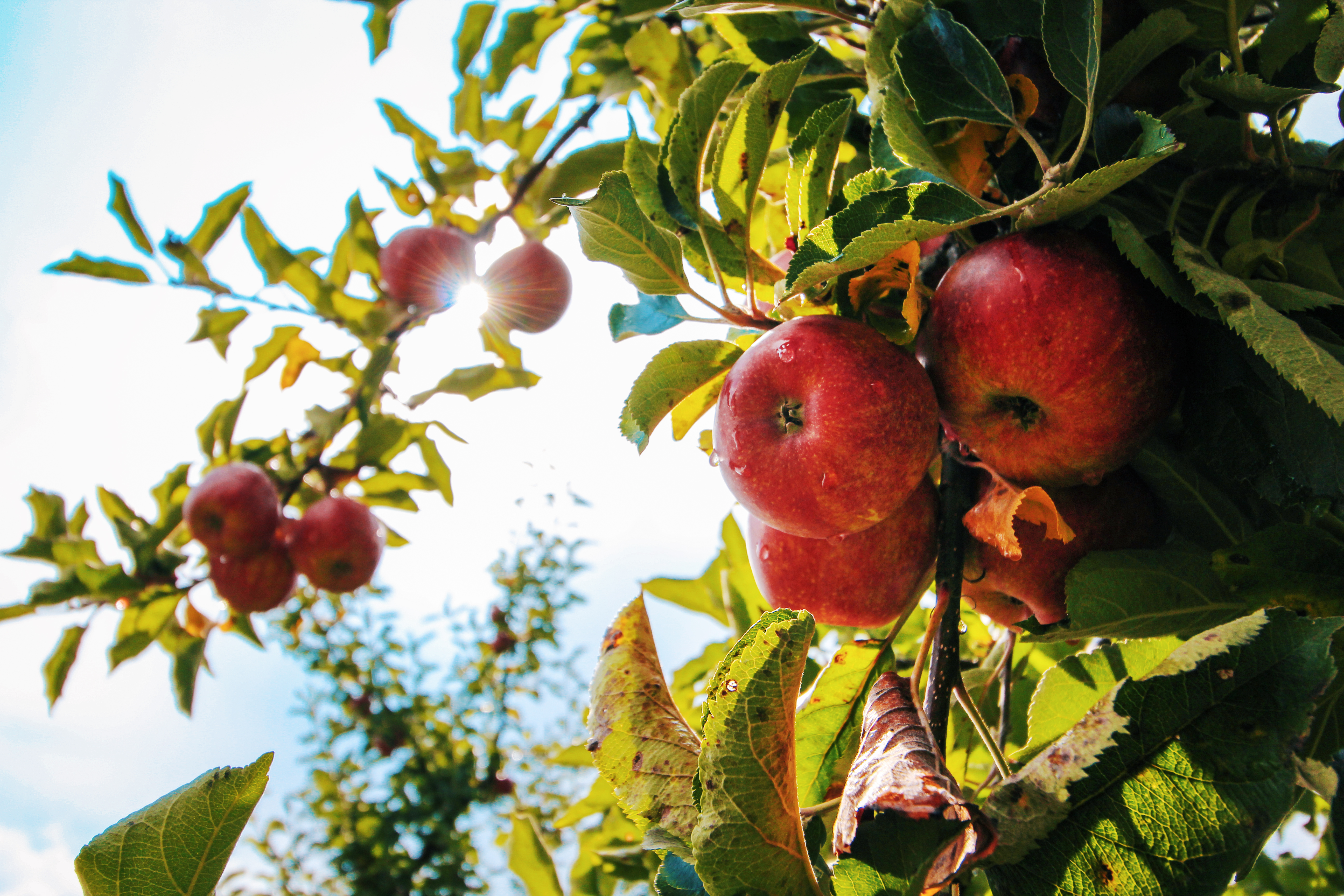 Wallpaper Fruits Tree Wallpapers