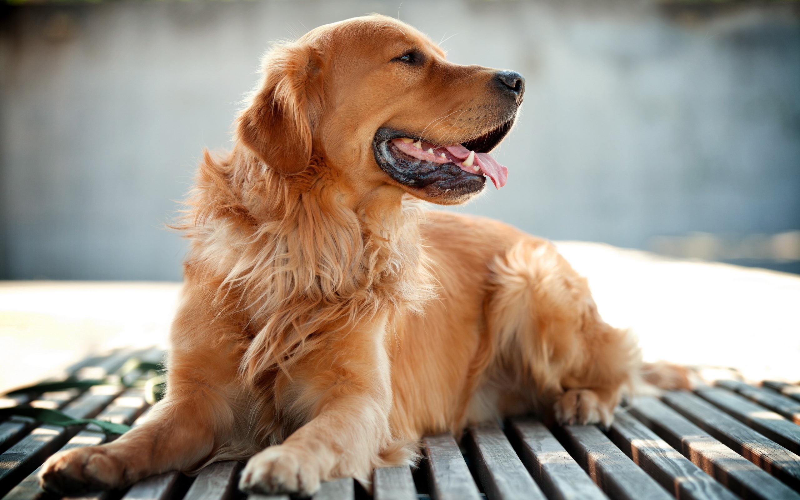 Wallpaper Golden Retriever Wallpapers