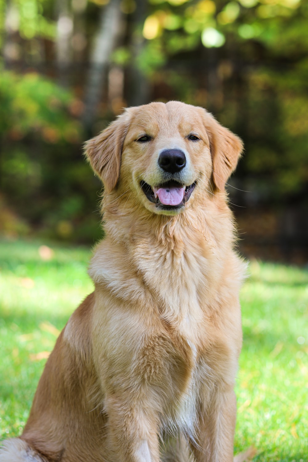 Wallpaper Golden Retriever Wallpapers