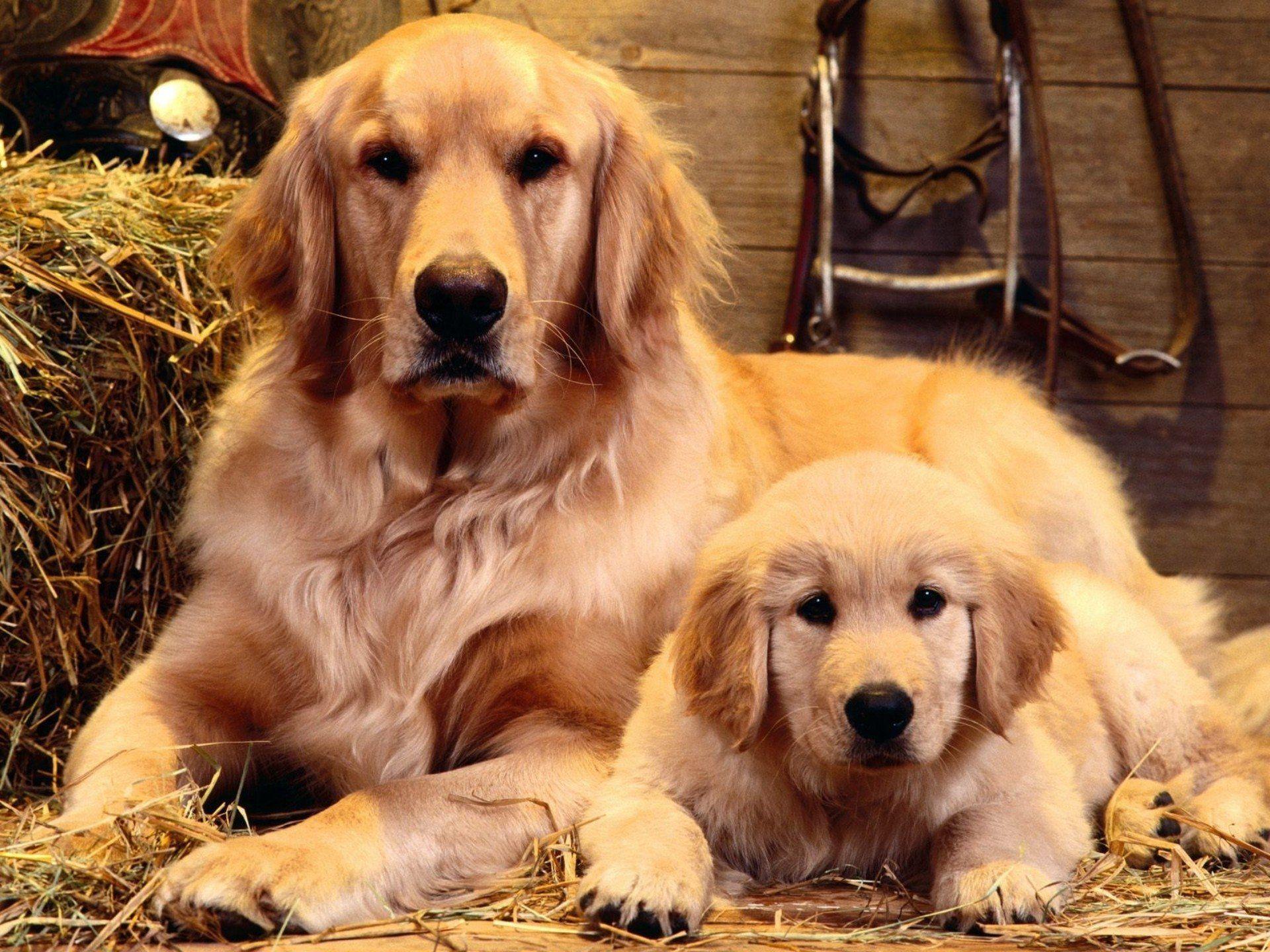 Wallpaper Golden Retriever Wallpapers